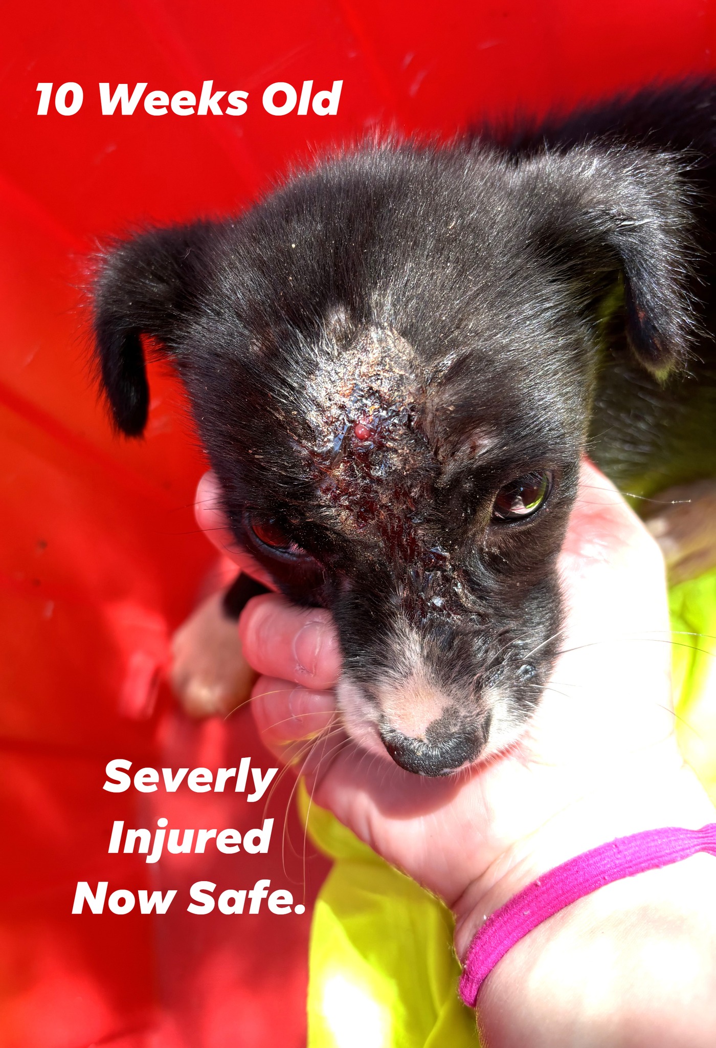 Crumble's name is sweet — but her past is heartbreaking. 💔 This