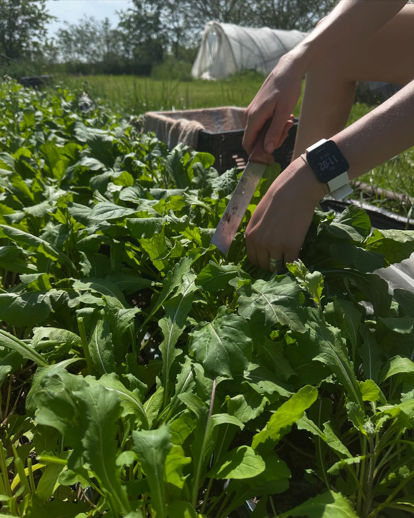 Christopher Farm | Modoc IN