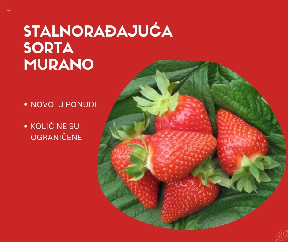 Intersad - da zdravo rađa | Rumenka