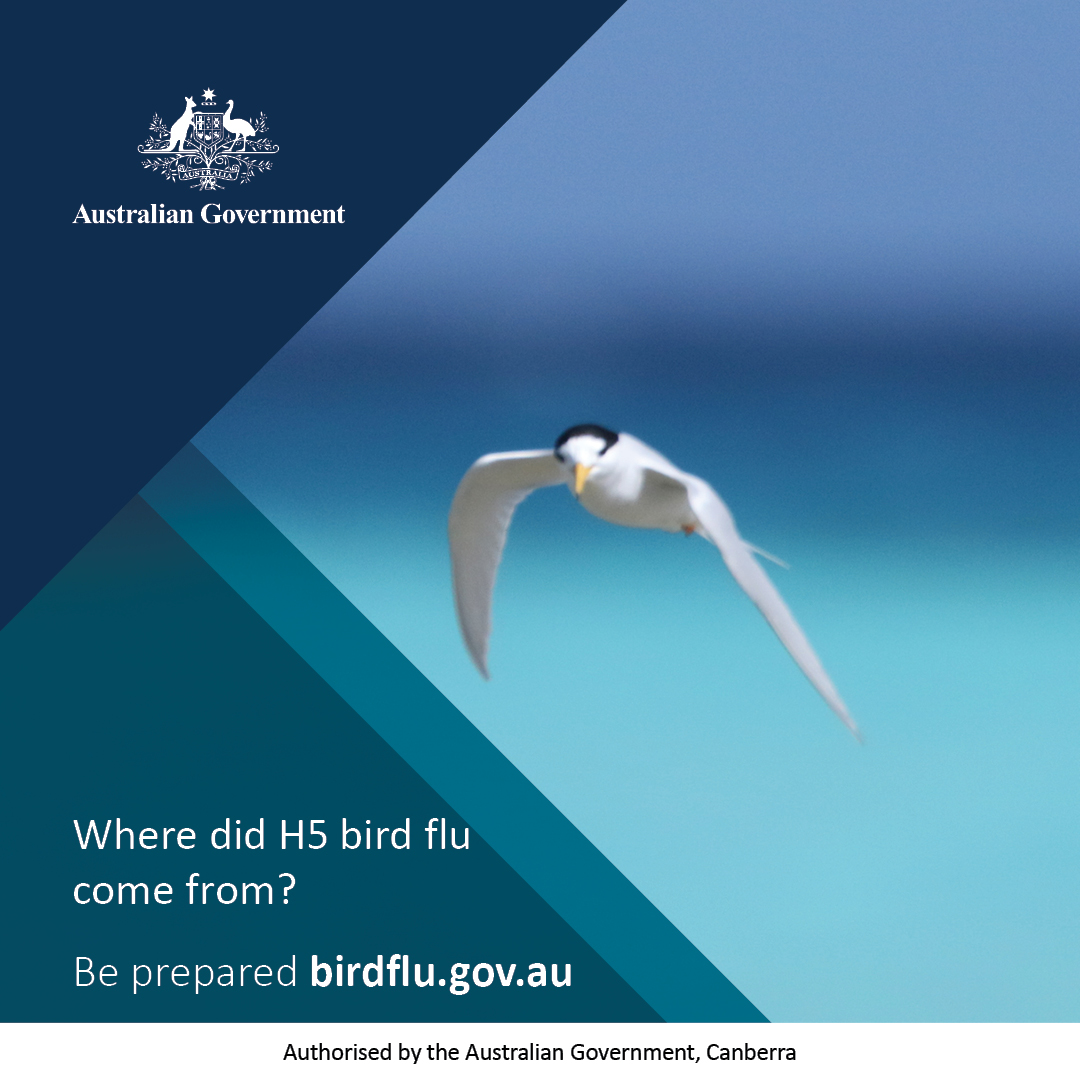 Australian - The H5 bird flu virus has been present in wild bird ...