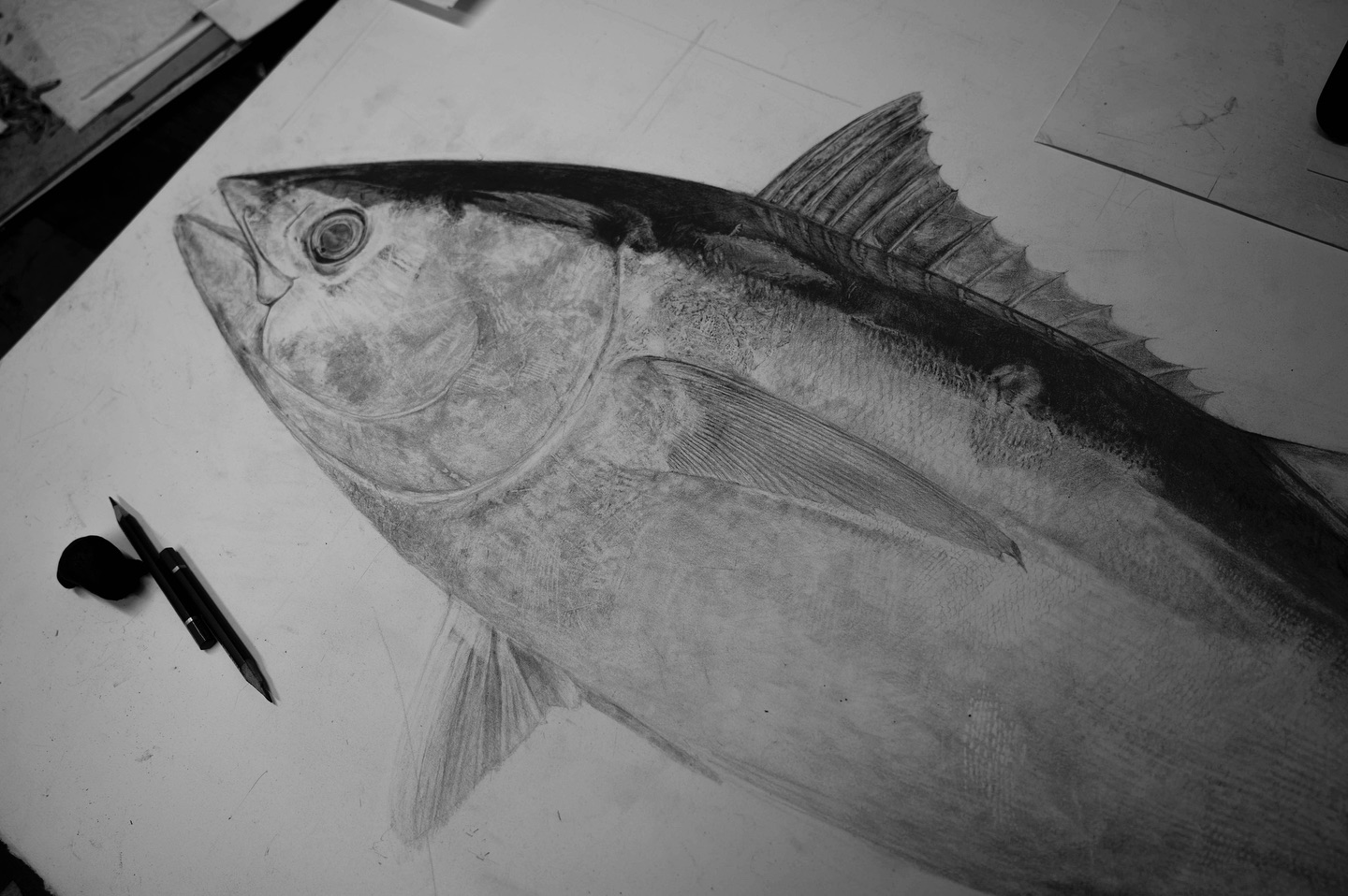 Tim Li Art - Southern Bluefin Tuna update. Slow slog as... | Facebook
