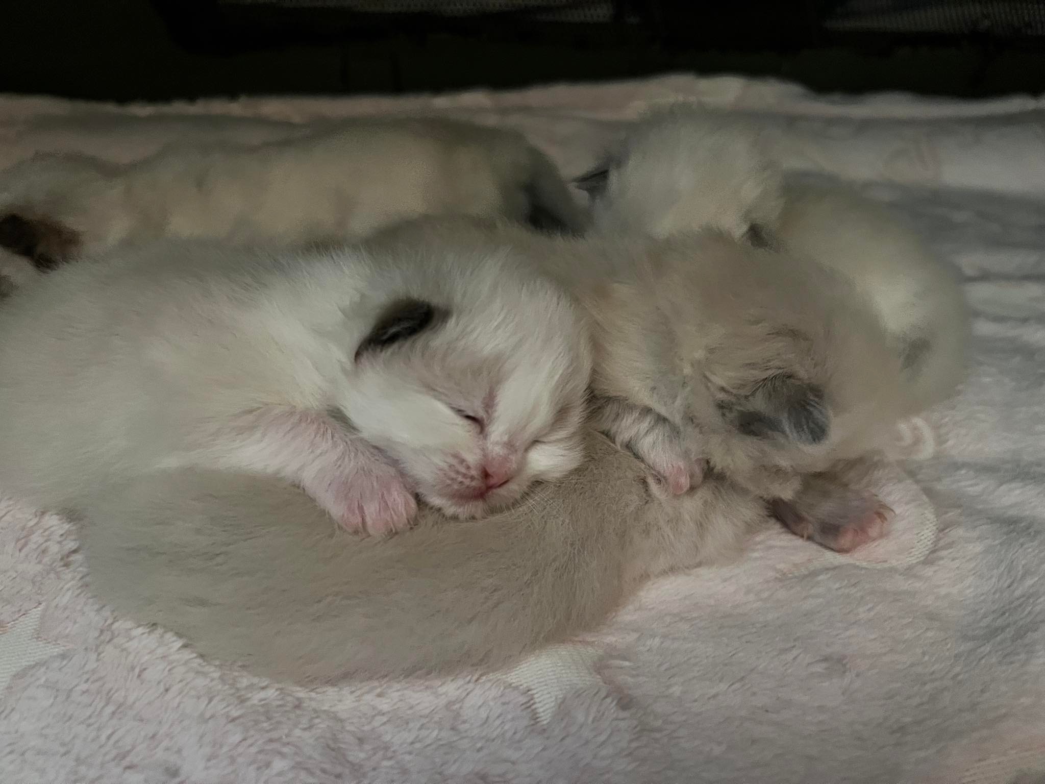 Ring of Fire Ragdolls | Geelong VIC