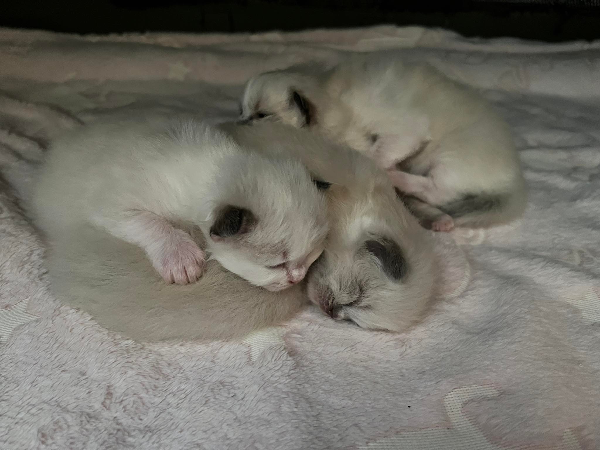 Ring of Fire Ragdolls | Geelong VIC