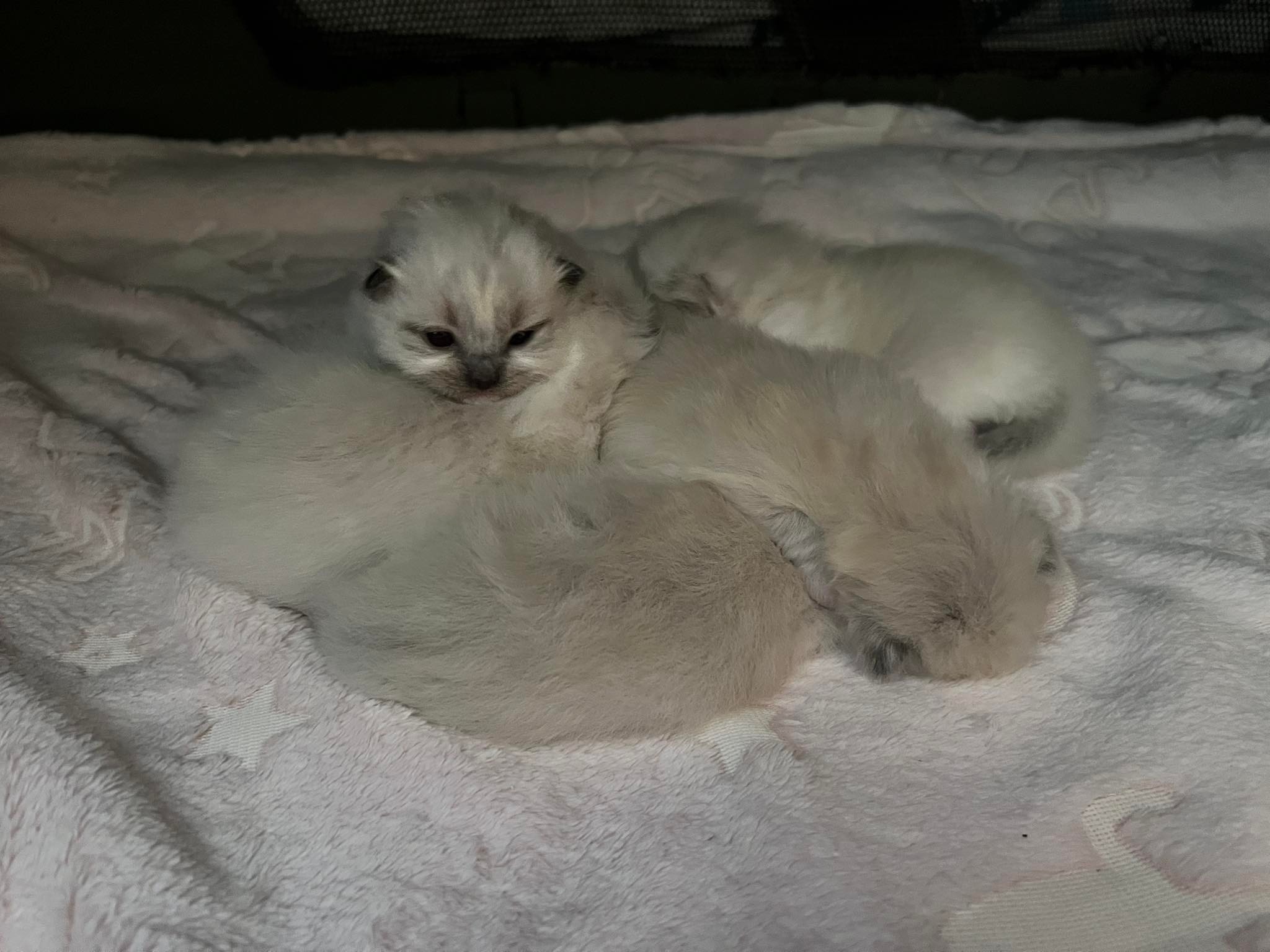 Ring of Fire Ragdolls | Geelong VIC