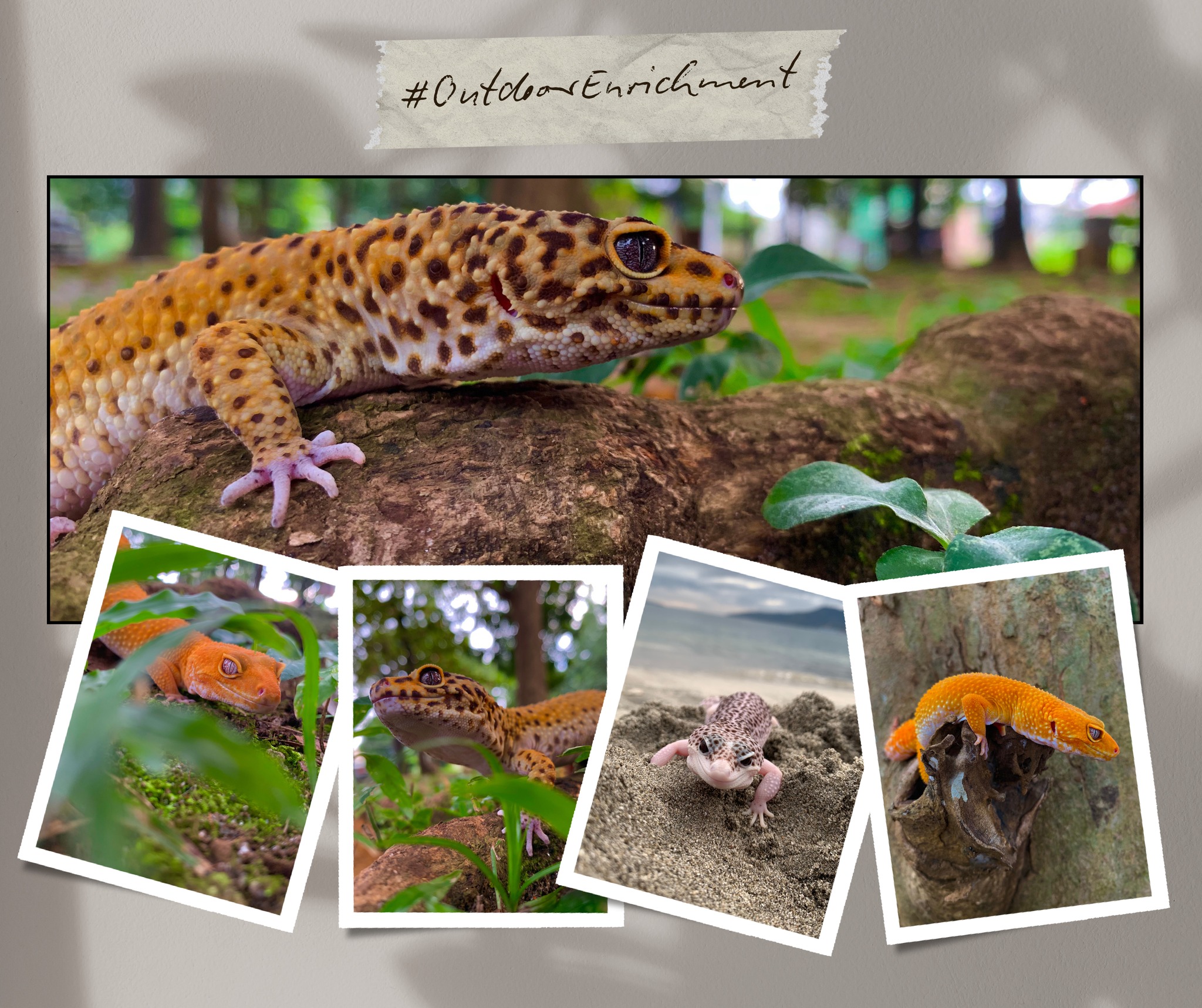 Gaboss - 🌿 Breeder Tip: Let Your Gecko Explore Nature Safely 🦎 Taking ...