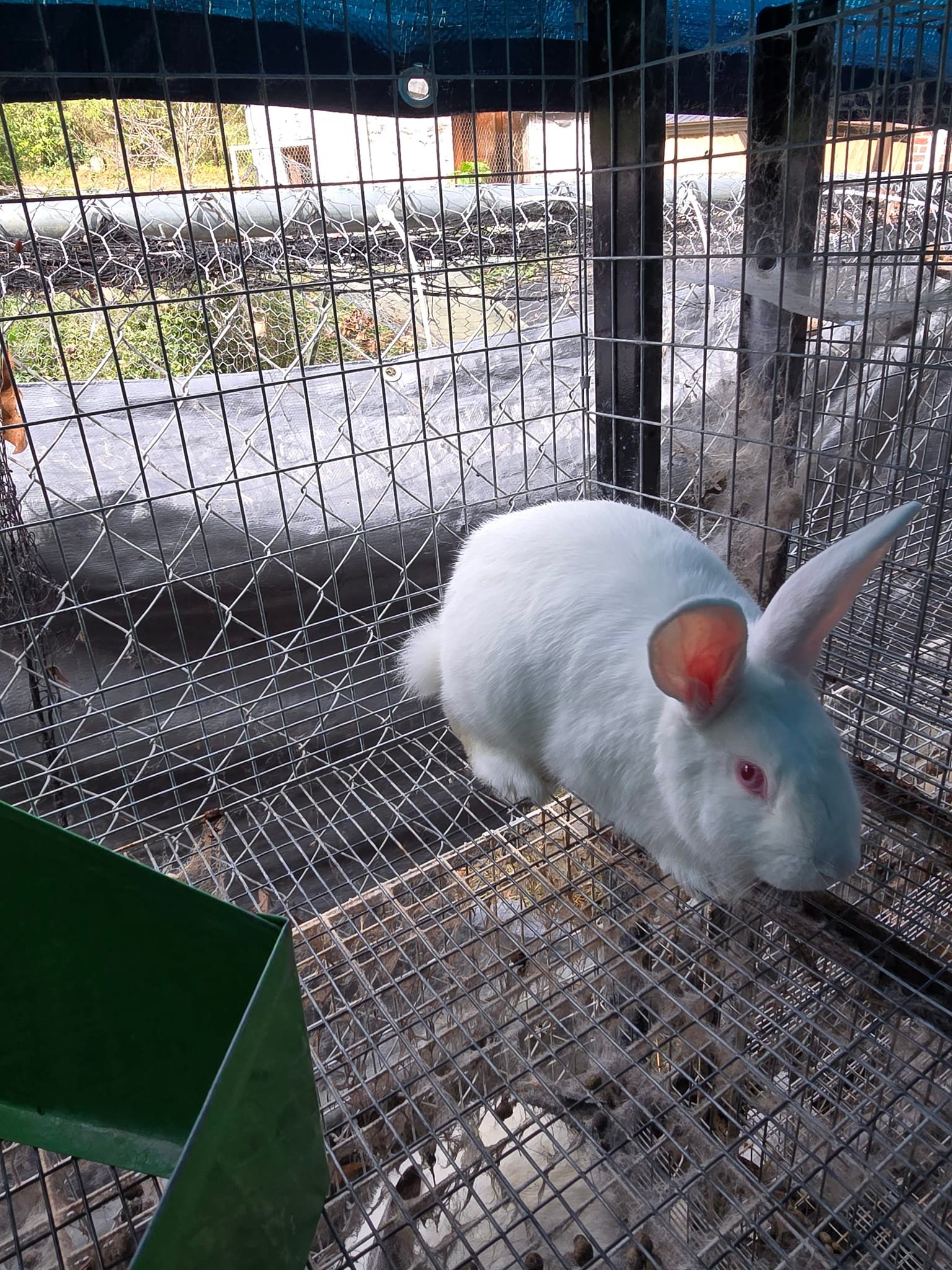 Hoppy & Healthy Rabbitry | Toccoa GA