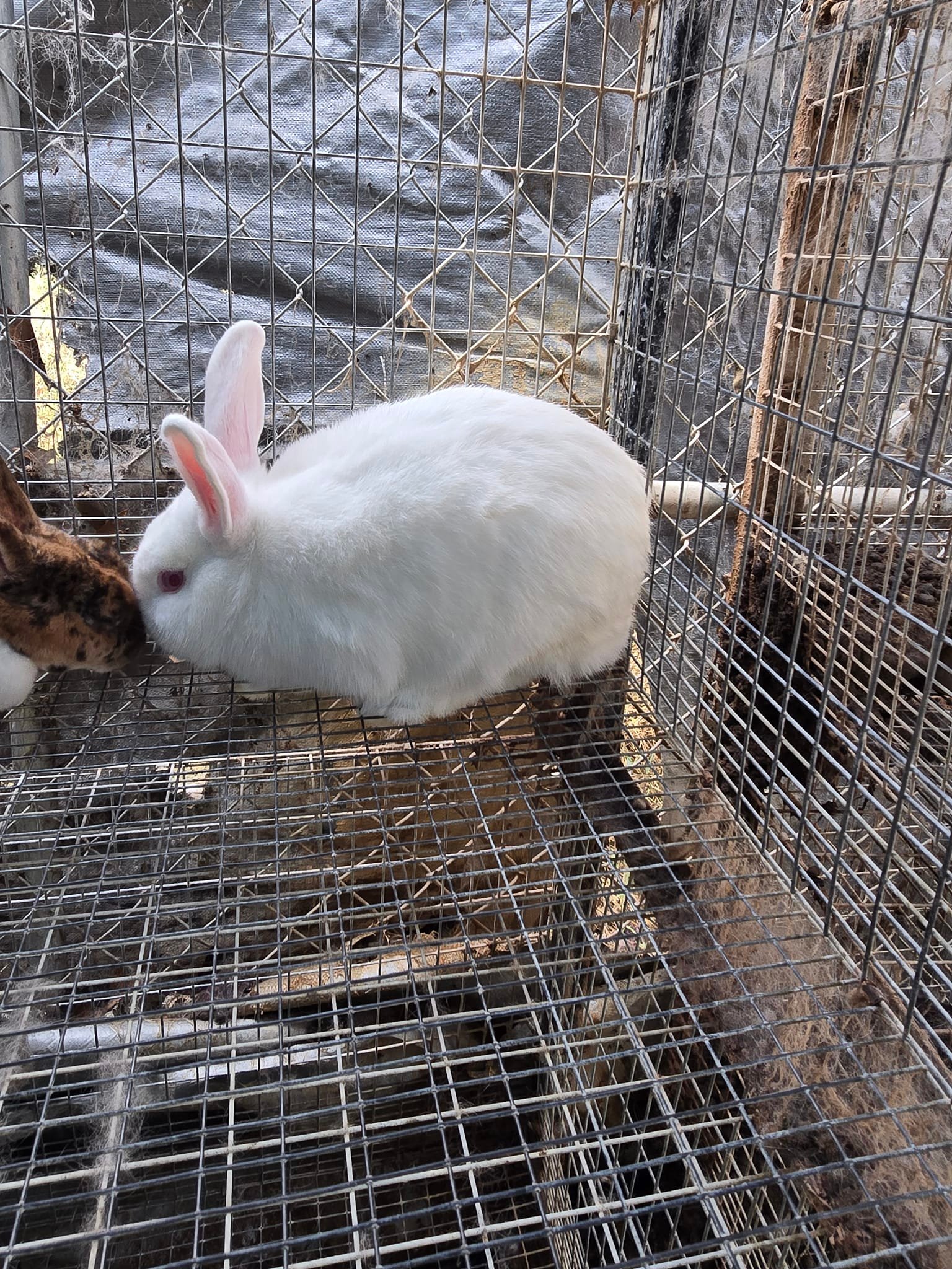 Hoppy & Healthy Rabbitry | Toccoa GA