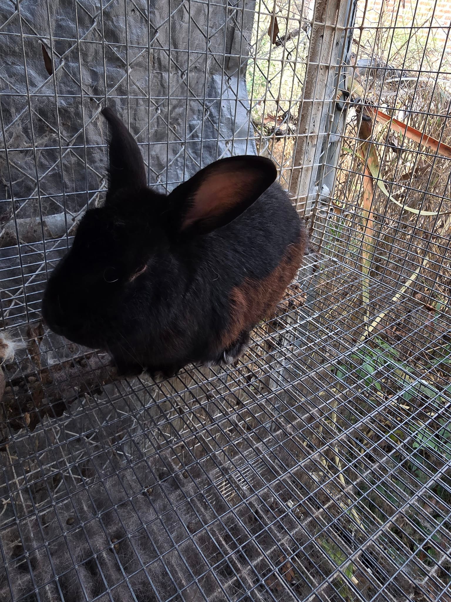 Hoppy & Healthy Rabbitry | Toccoa GA