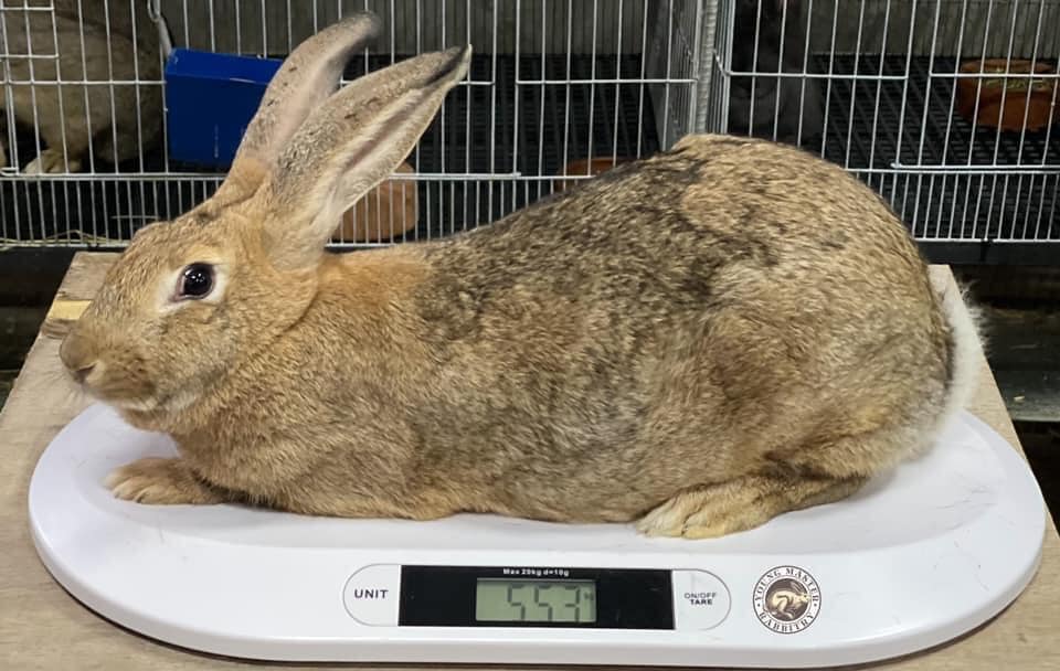 Ps 143 of young masters... - The Fuller Rabbit Raising