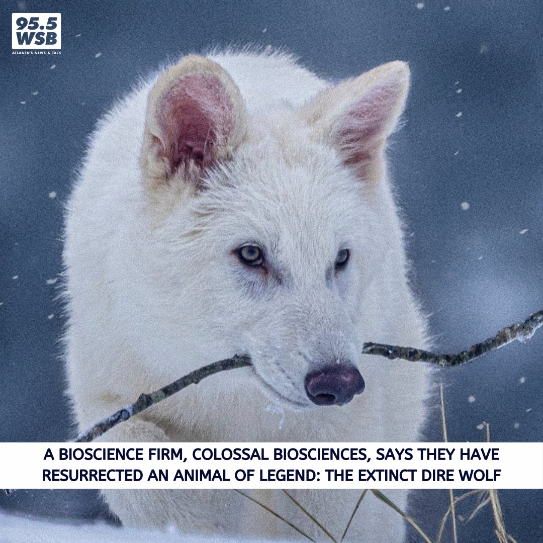 95.5 WSB - Dire wolves, which went extinct more than 10,000 years old ...