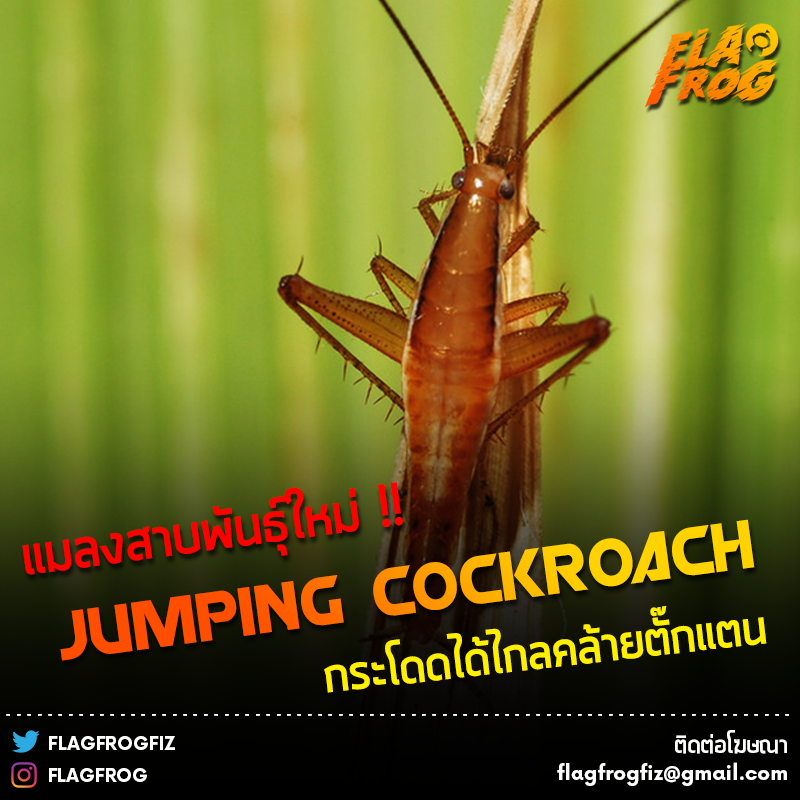 โปรดีรีวิวปัง - ในโลกนี้มีแมลงสาบกว่า 4,000 ชนิด... | Facebook