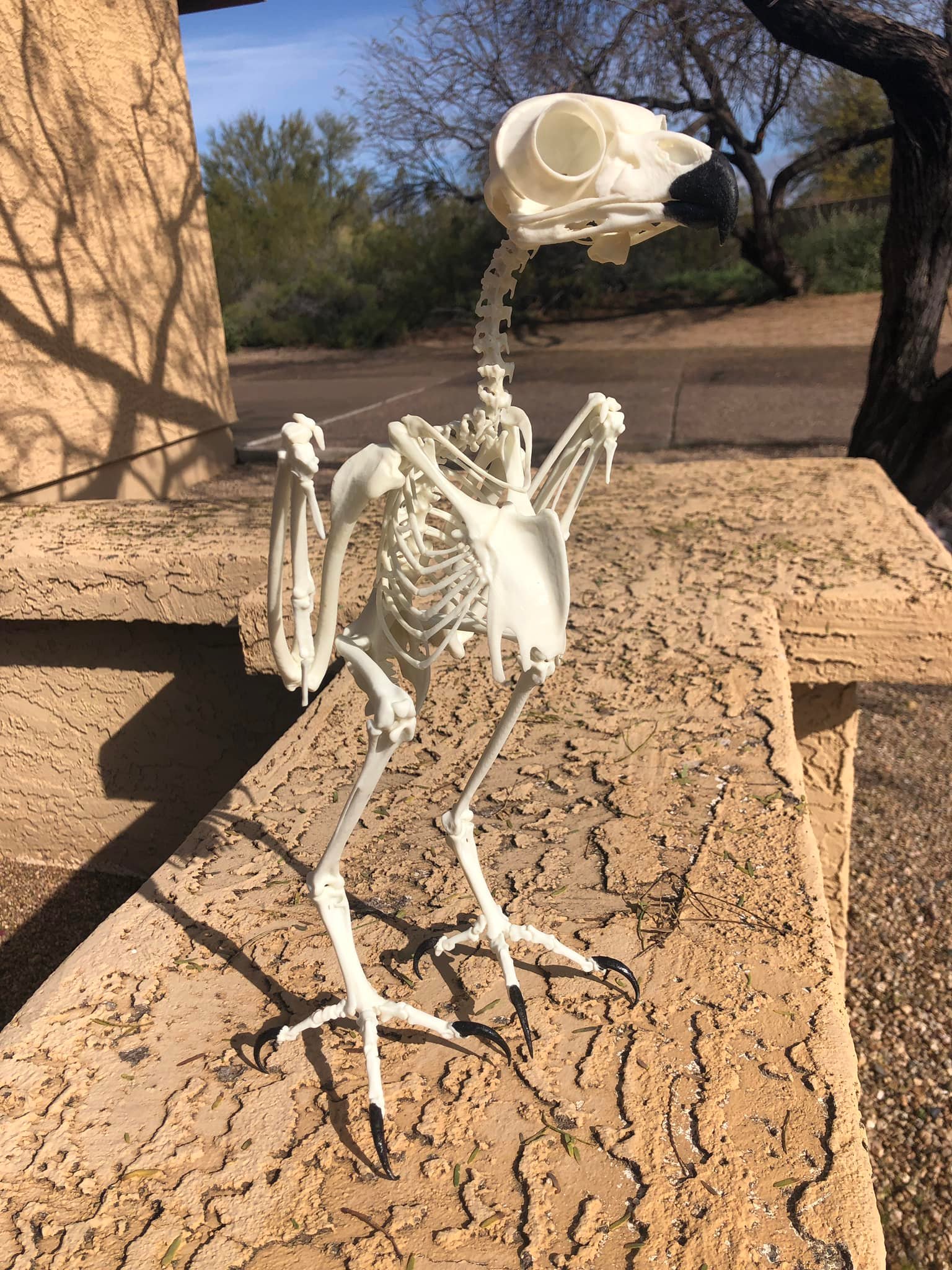 3d printed great horned owl skeleton for education
