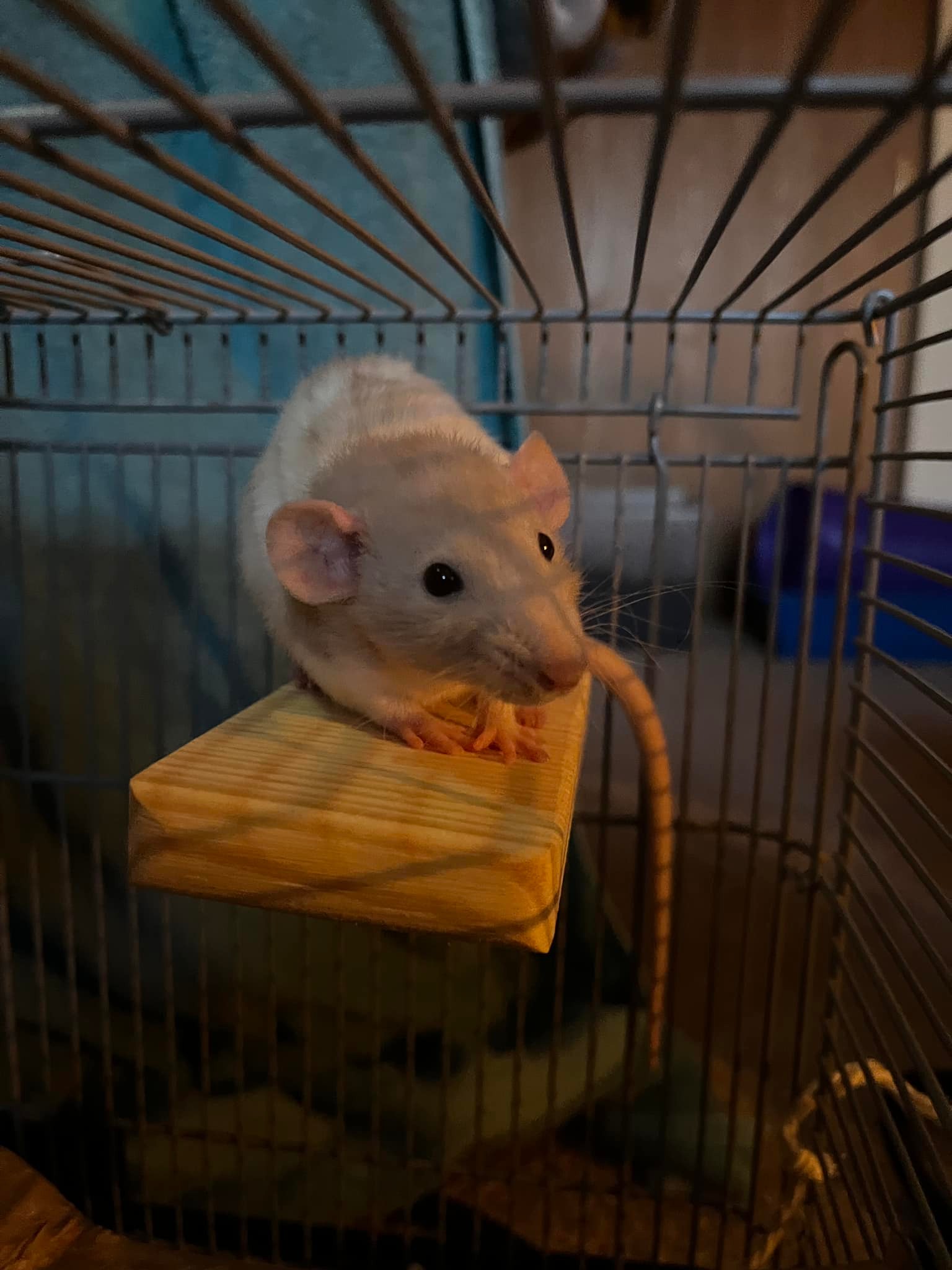 Wild Rose Rattery | Janesville WI