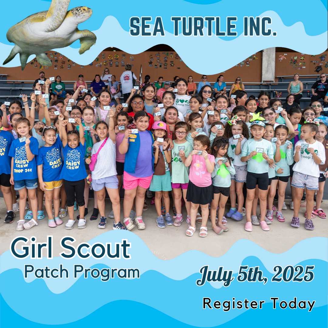 Sea Turtle, Inc - 🌟 Adventure awaits! Enroll in Sea Turtle... | Facebook