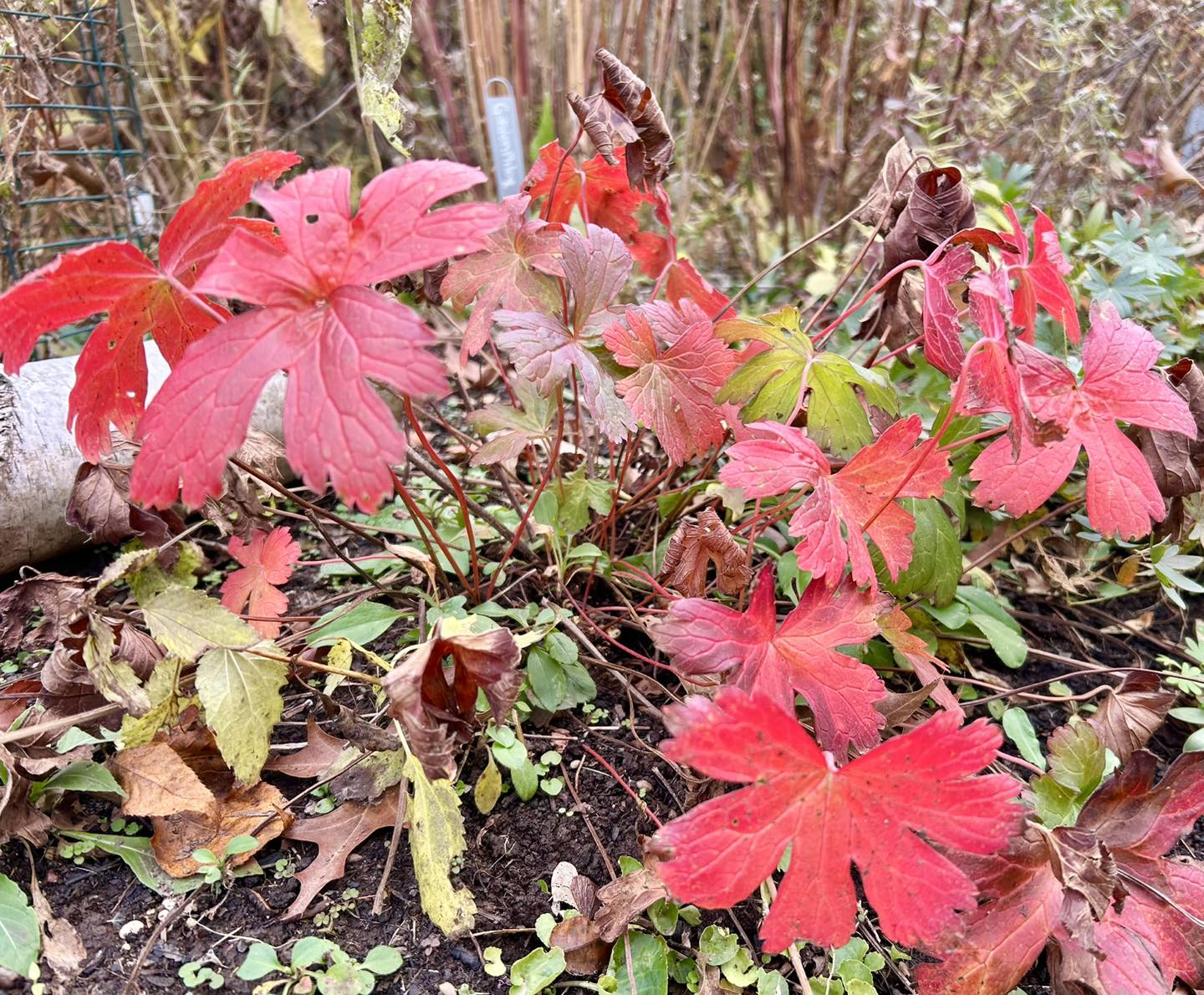 Pollinator Friendly Yards | The Wild geranium (Geranium maculatum) fall ...