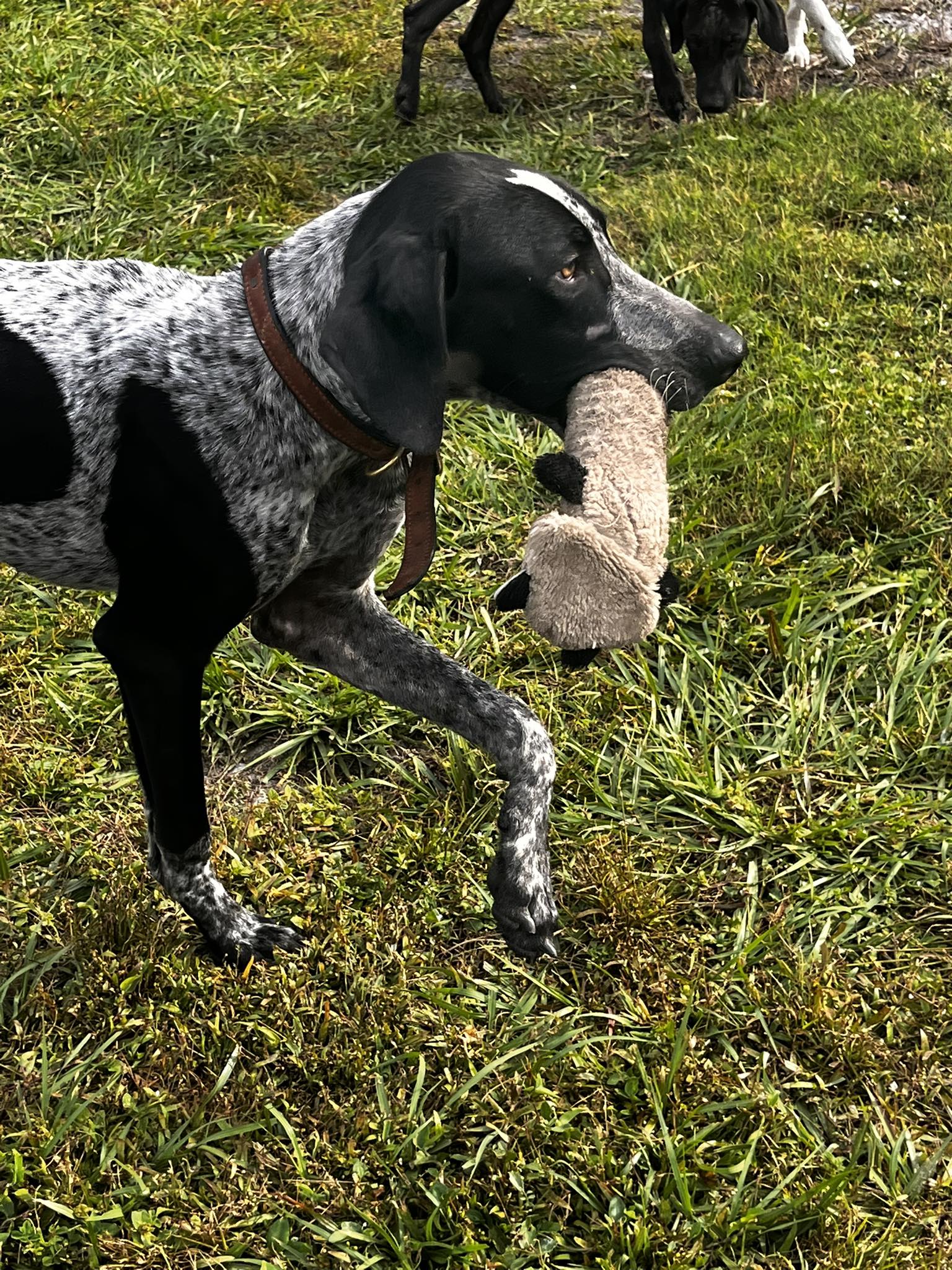 Florida Pointer Rescue added a... - Florida Pointer Rescue