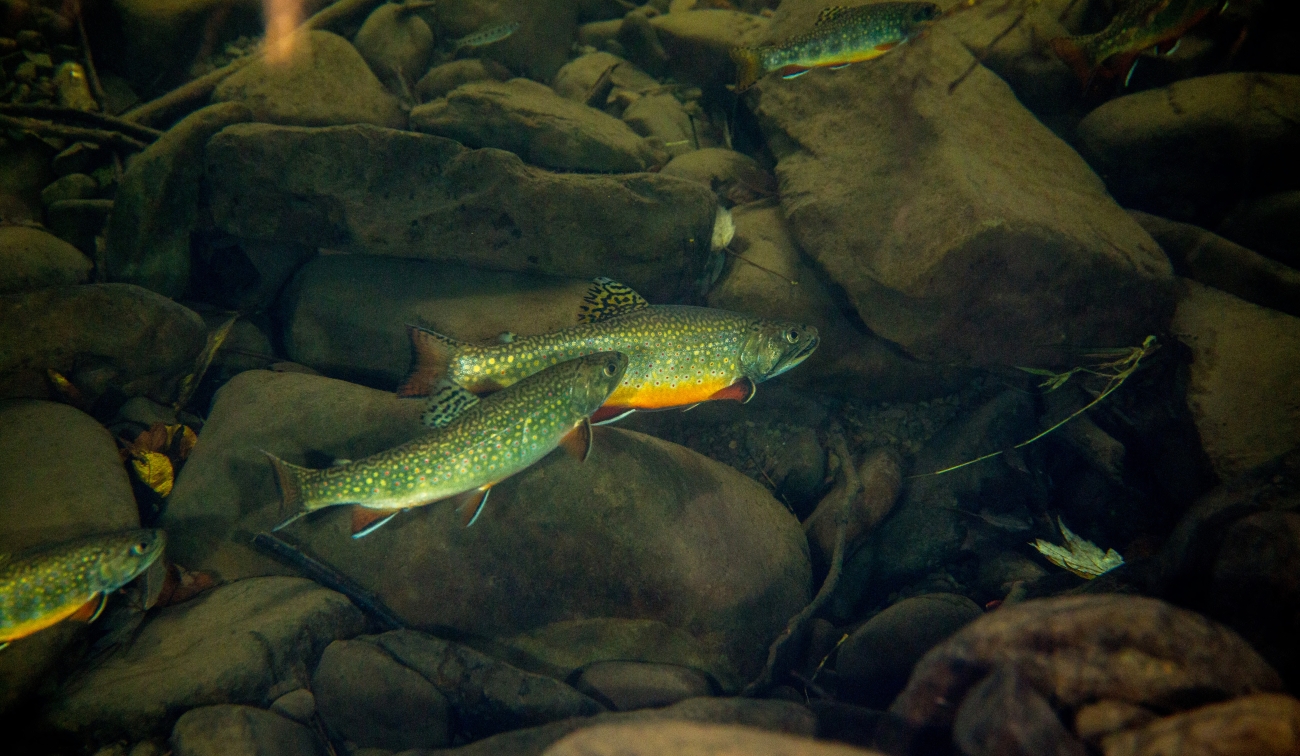 USGS - 🐟 The Impact of Rising Water Temperatures on Brook Trout ...