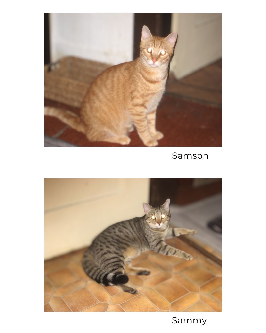 Tierheim - Samson und Sammy Samson und Sammy sind zwei lustige ...