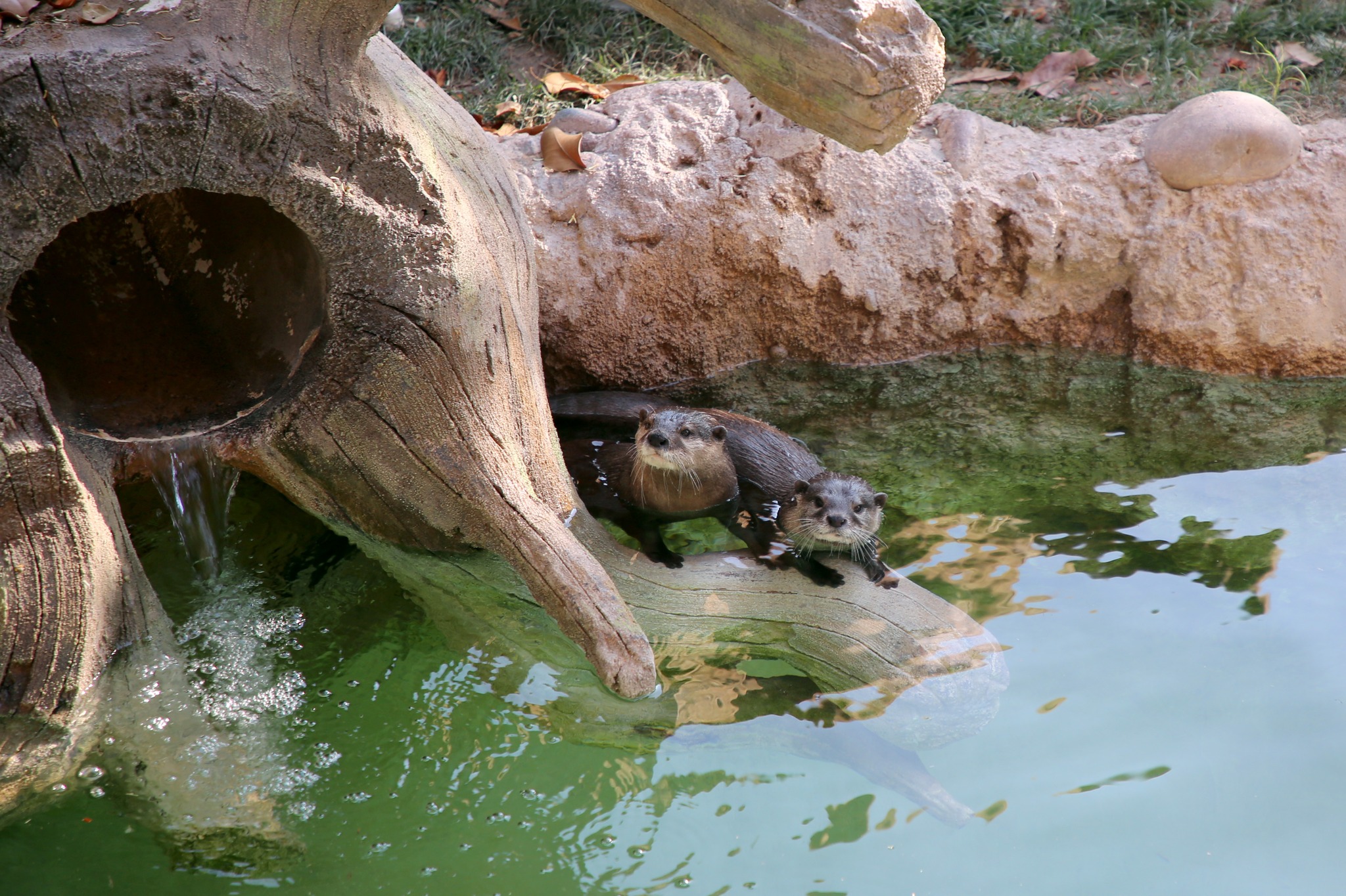 Reid Park Zoo | Tucson AZ
