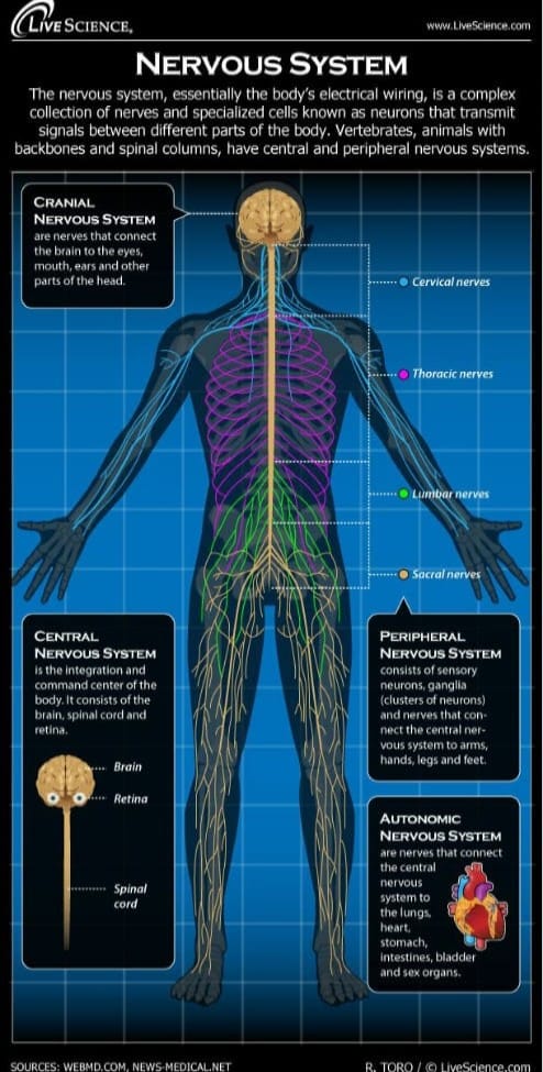 The Nervous System by Science Knowledge Encyclopedia.
