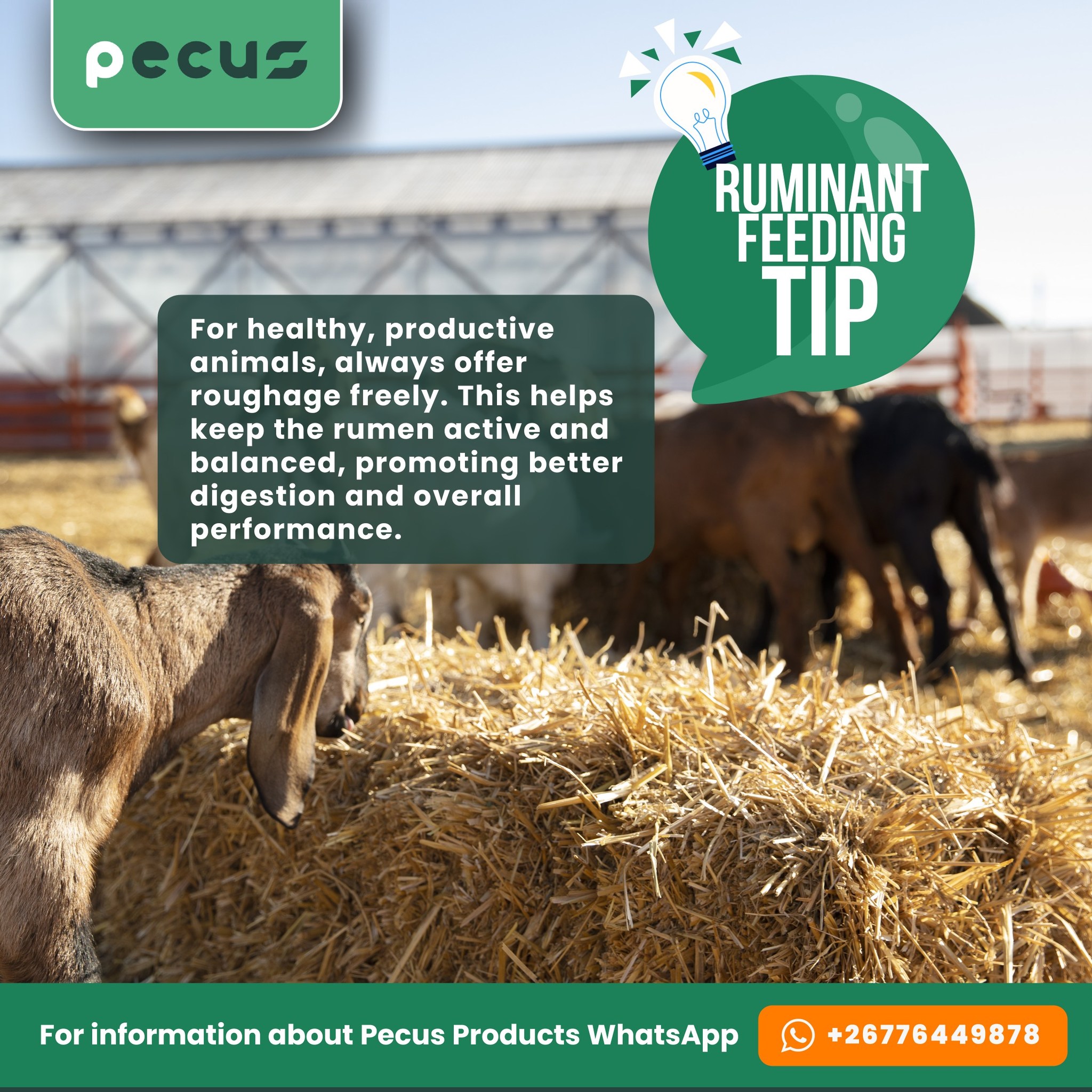 🌿 Ruminant Feeding Tip 🐄🐑 For... - Pecus Mineral Block | Facebook