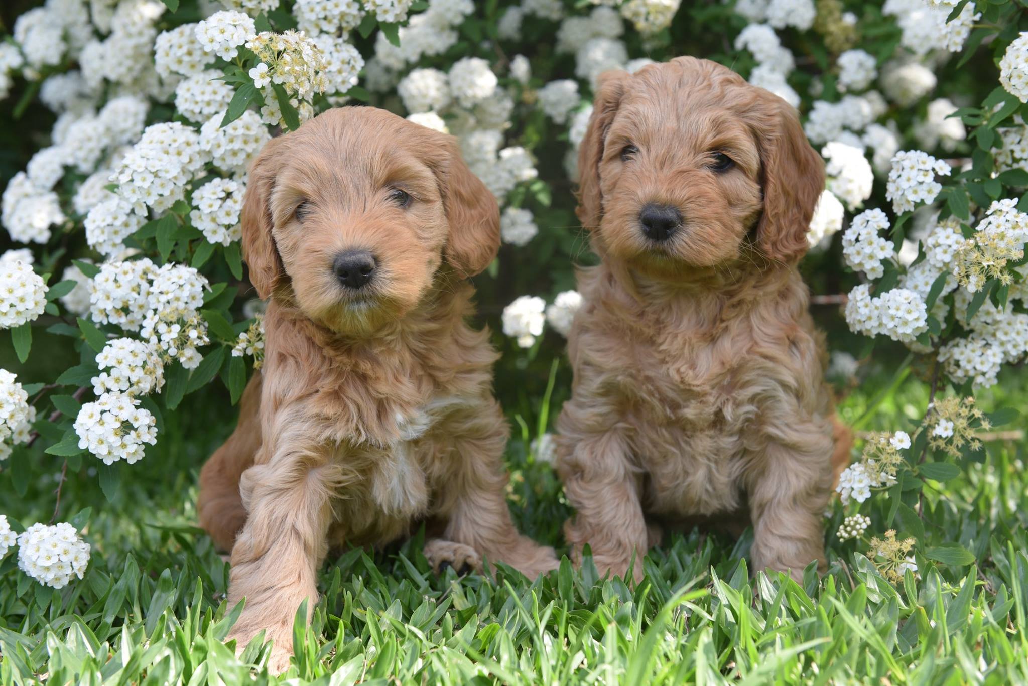 So Doodle Australian Labradoodles