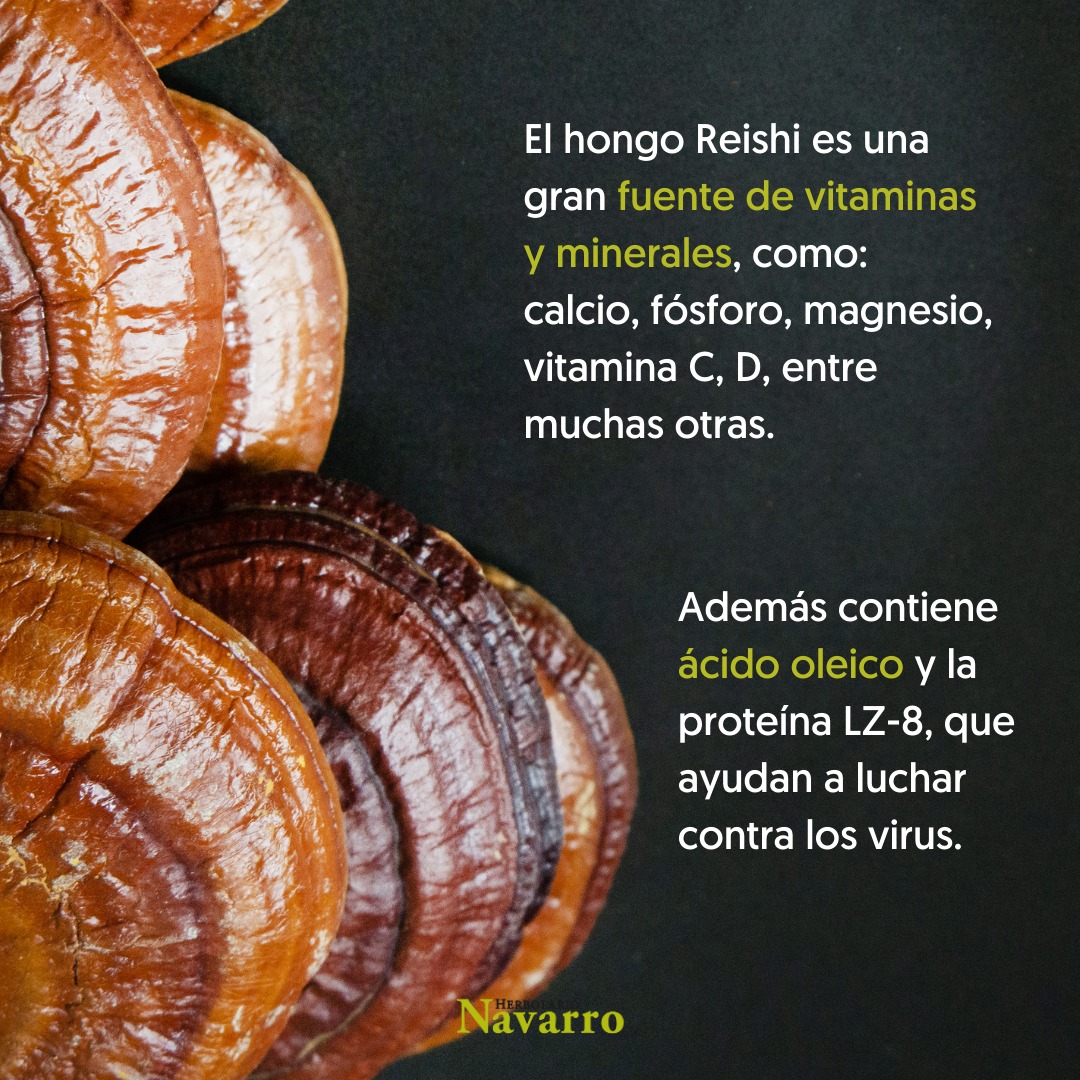 Conoces el reishi y todo lo que puede hacer por ti? 🍄💚 El Ganoderma lucidum, conocido como reishi, es un hongo muy valorado en la medicina tradicional oriental… ¡y cada vez más