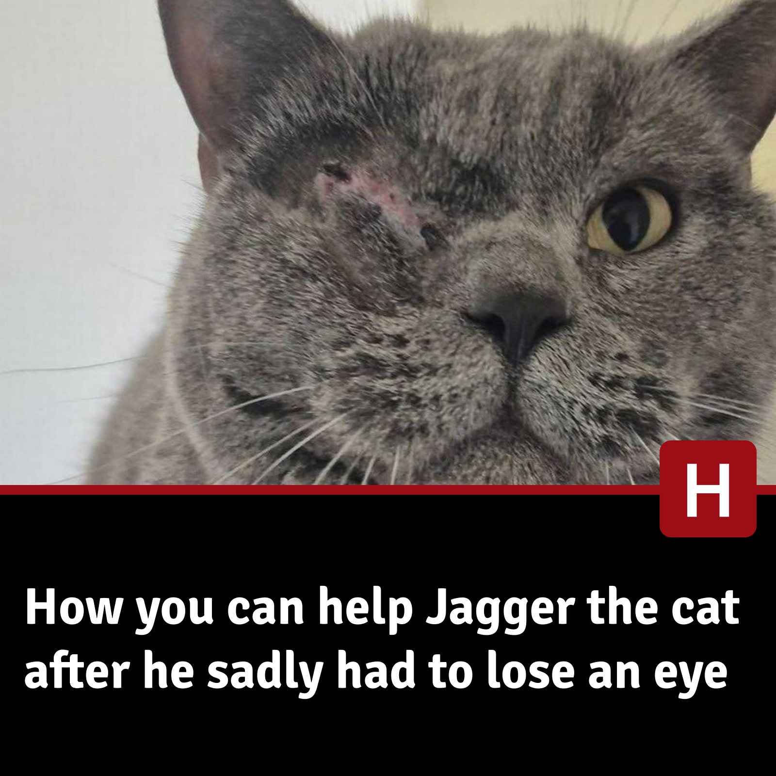 Amazing to see Jagger on... - RSPCA Hull & East Riding Branch | Facebook