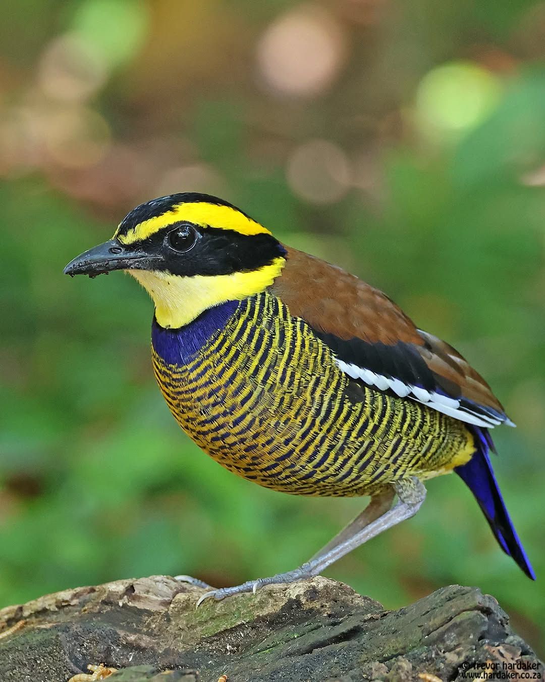 Wondershots - Javan Banded Pitta. The Javan banded pitta (Hydrornis ...