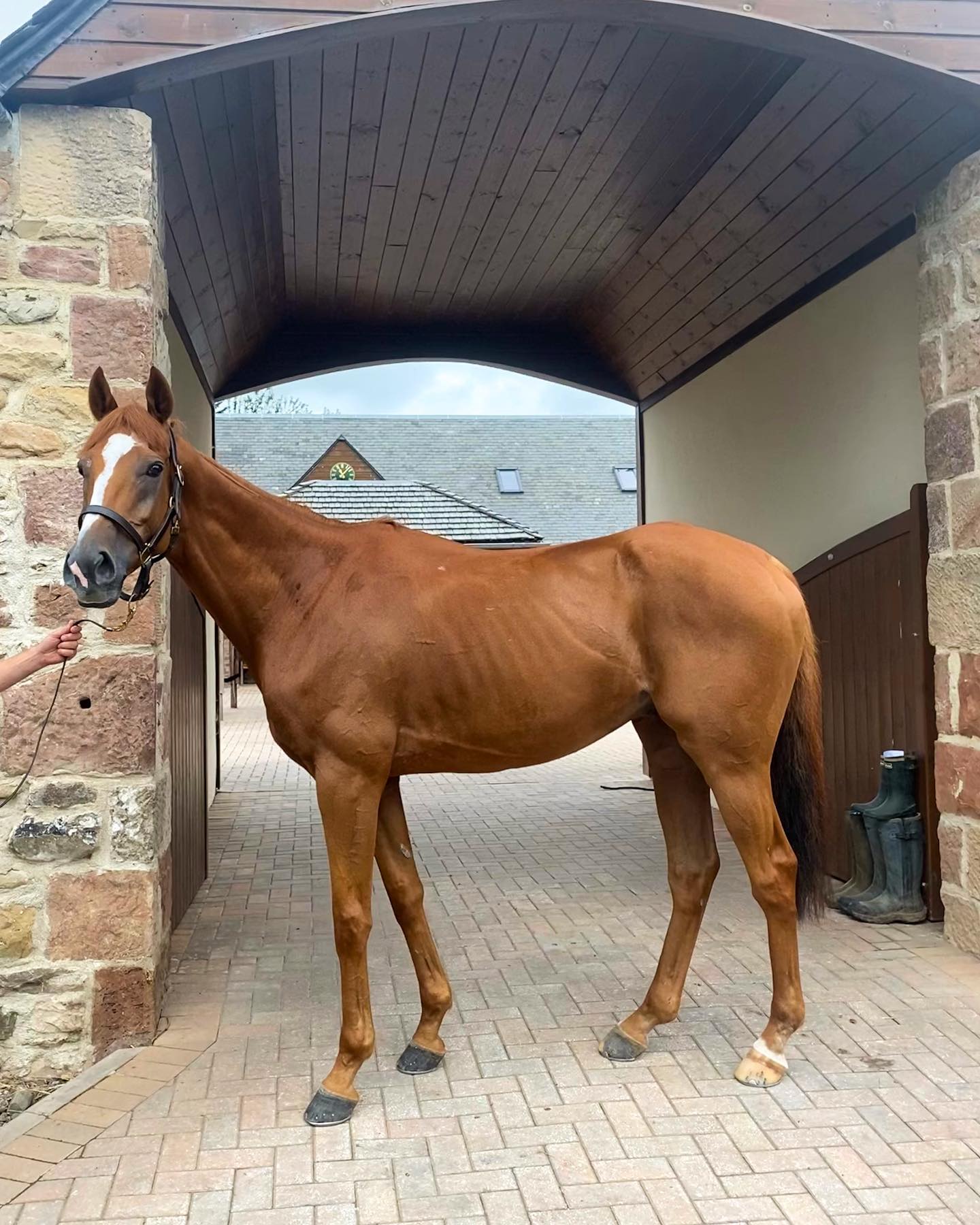 Meet the horses 🏇🏻 Arkyn Sire:... - Paul Robson Racing