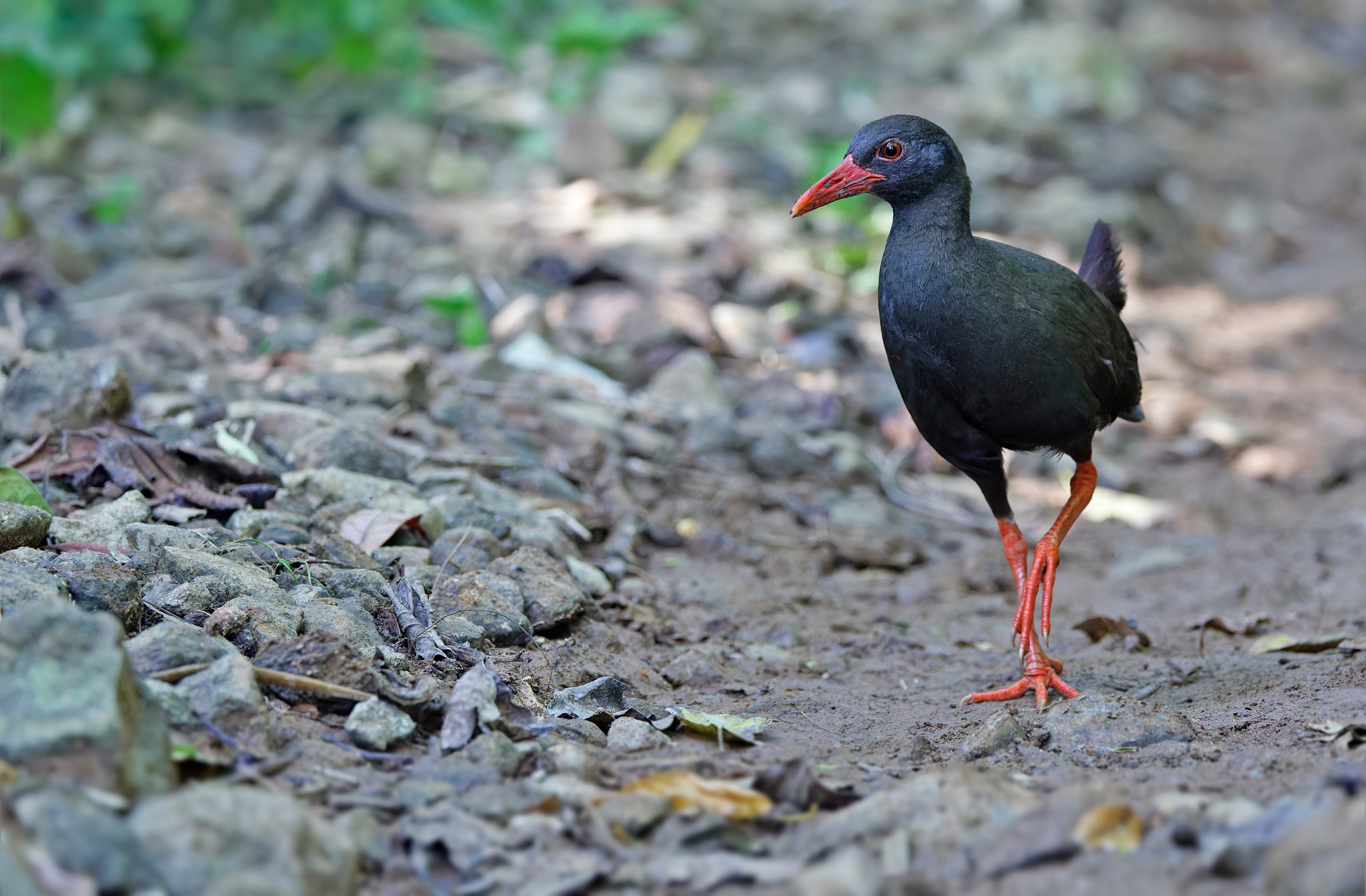Birdtour Asia - Next on our Philippines custom tour was... | Facebook