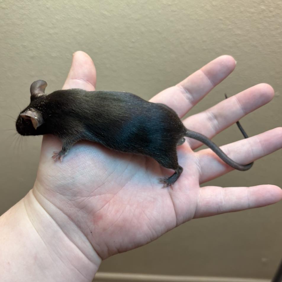 Pastel Buddies Rattery | San Antonio TX