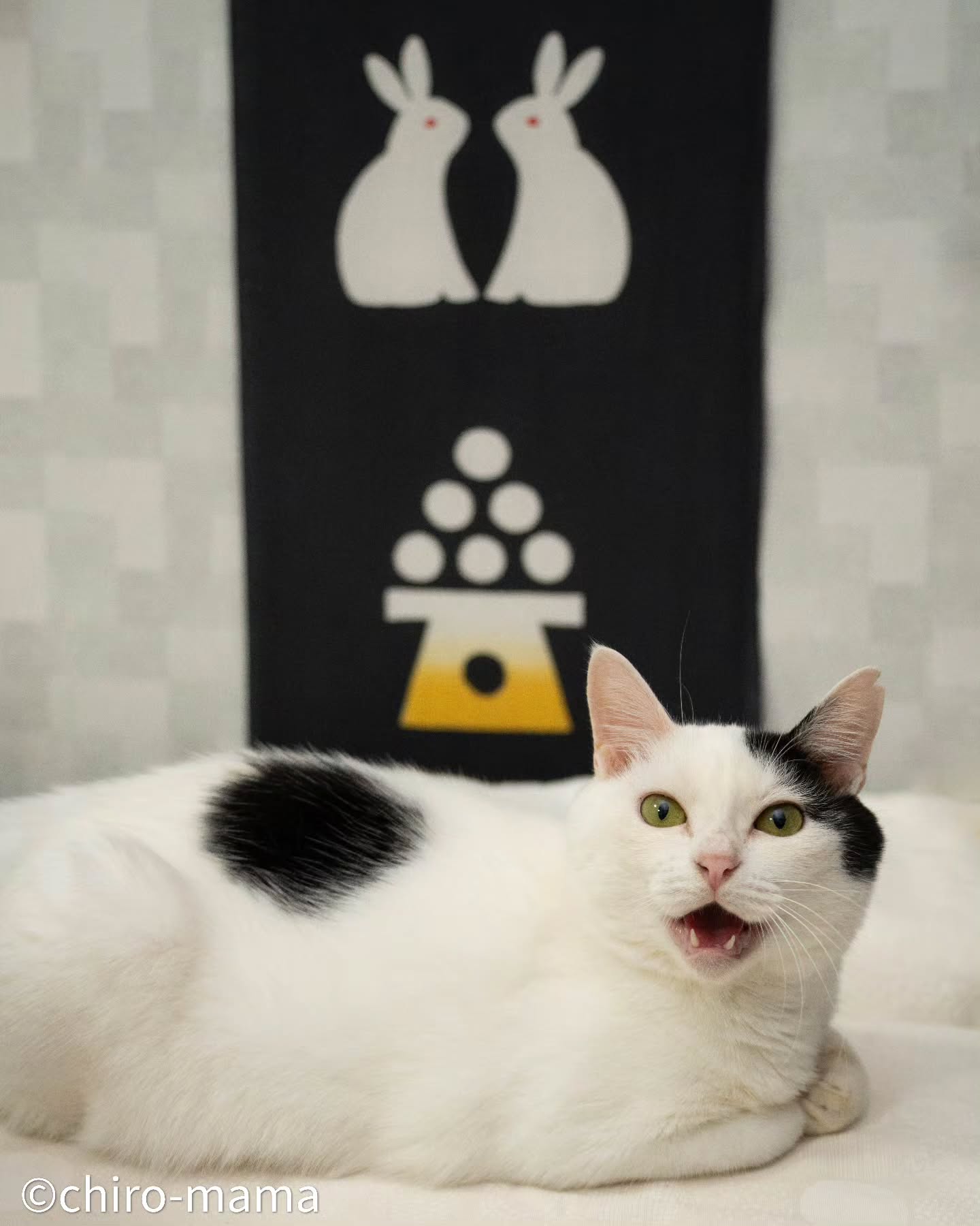 NEKO くらぶ (@nekoclub.jpn) • Facebook