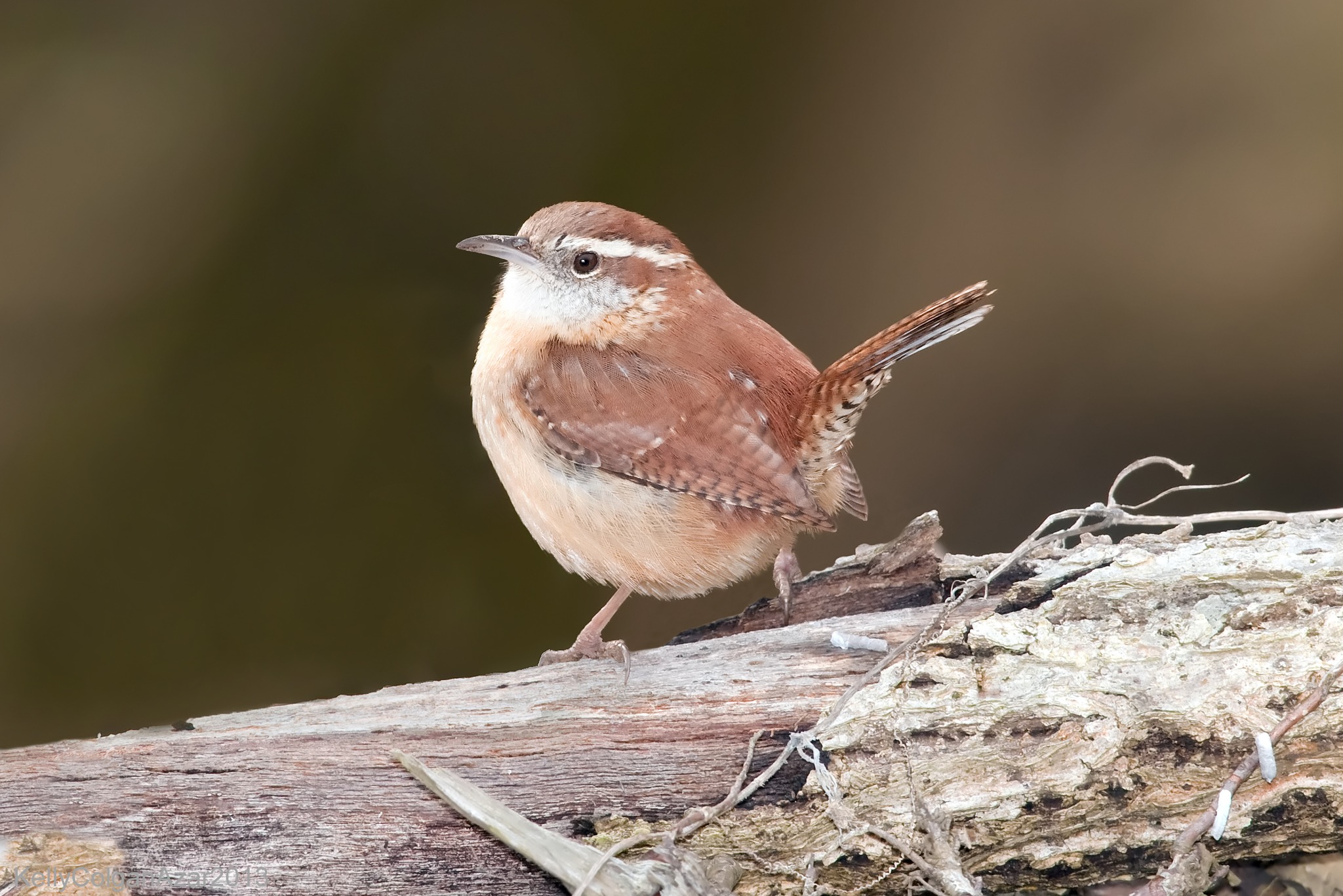 Southern - “The Reckless Wrens’ 13th Great Wisconsin Birdathon venture ...