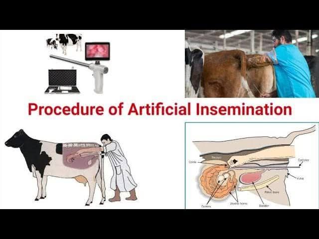 Agrii - Artificial insemination techniques The technique of ...