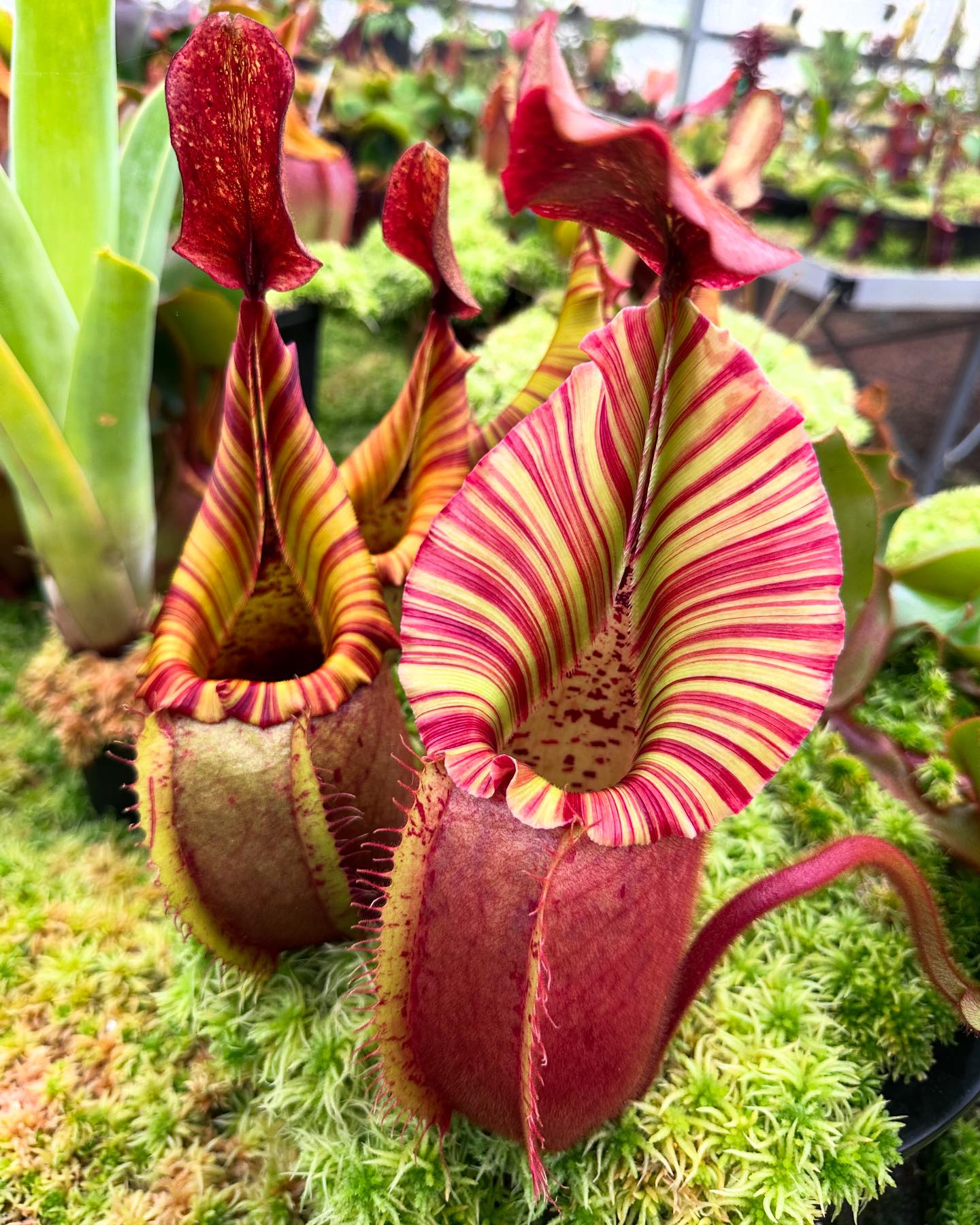 Our N. veitchii 'Candy Dreams' is starting to get huge. This