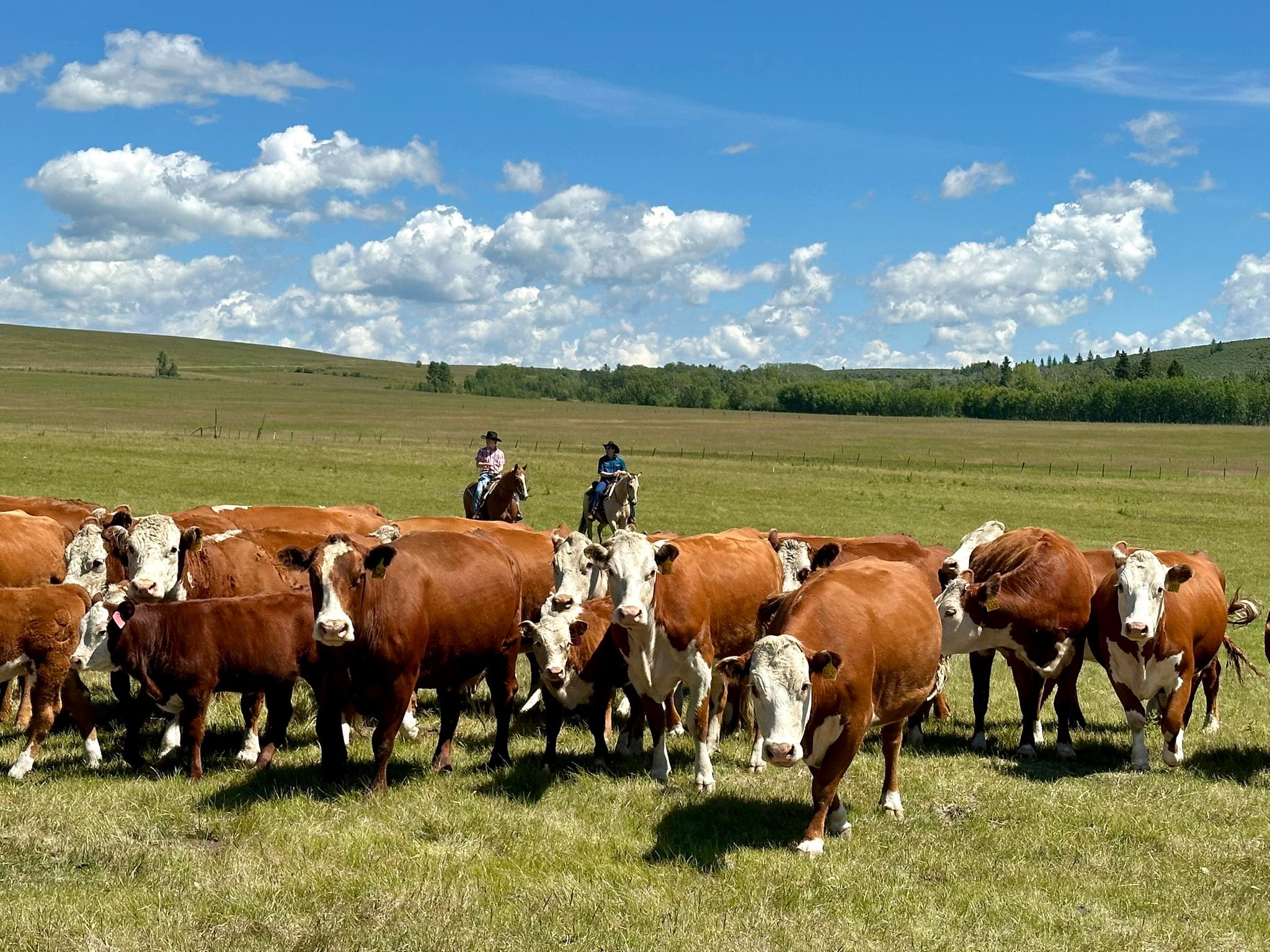 Chinook Ranch Ltd | Longview AB