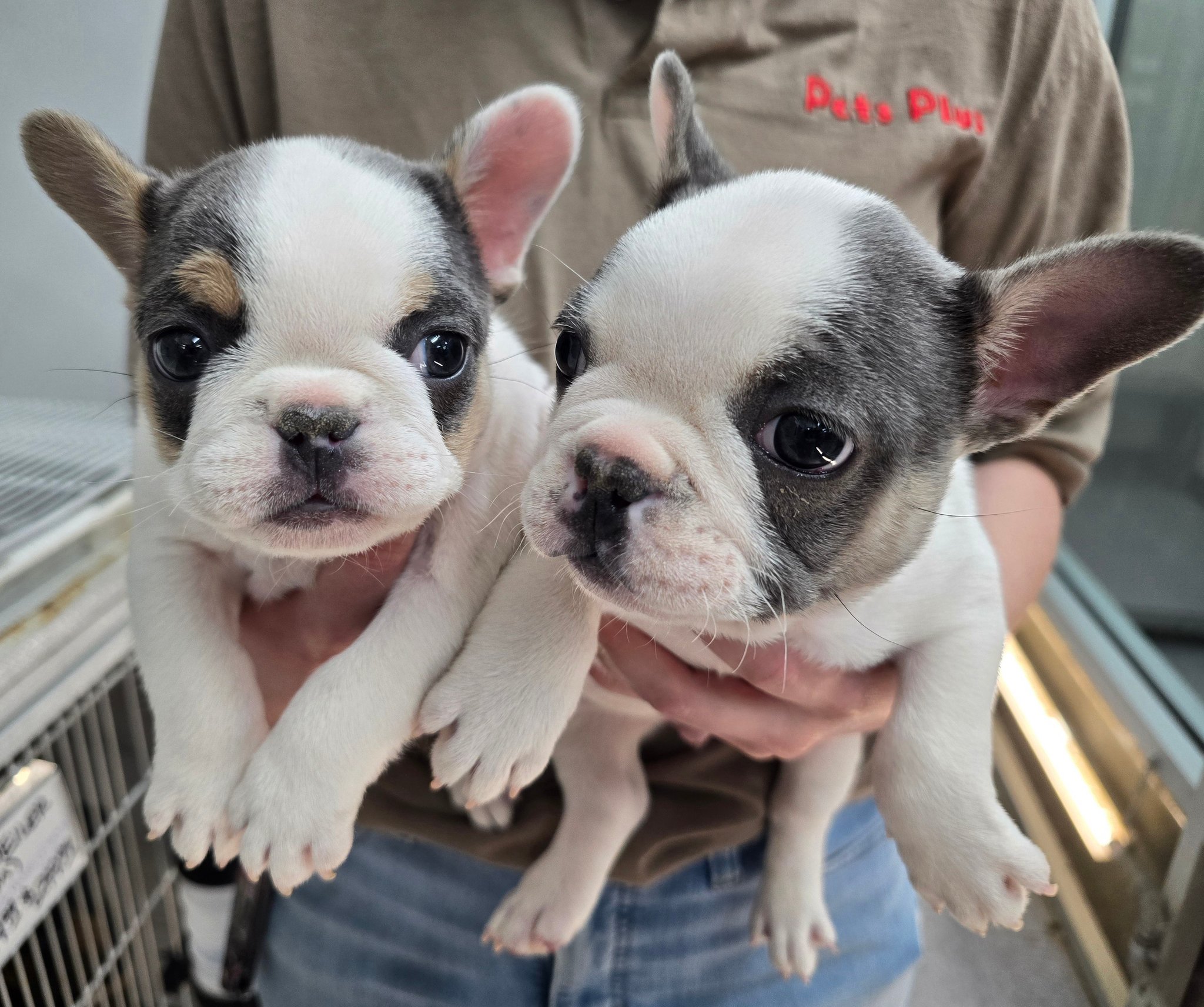Pets Plus | Lubbock TX