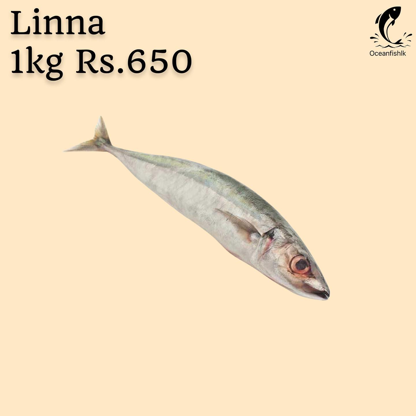 Oceanfishlk