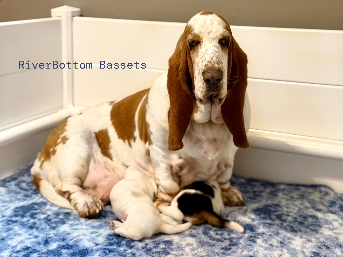 RiverBottom Bassets - 10 days old!! Born 2/24/20 Blue Boy (Available ...