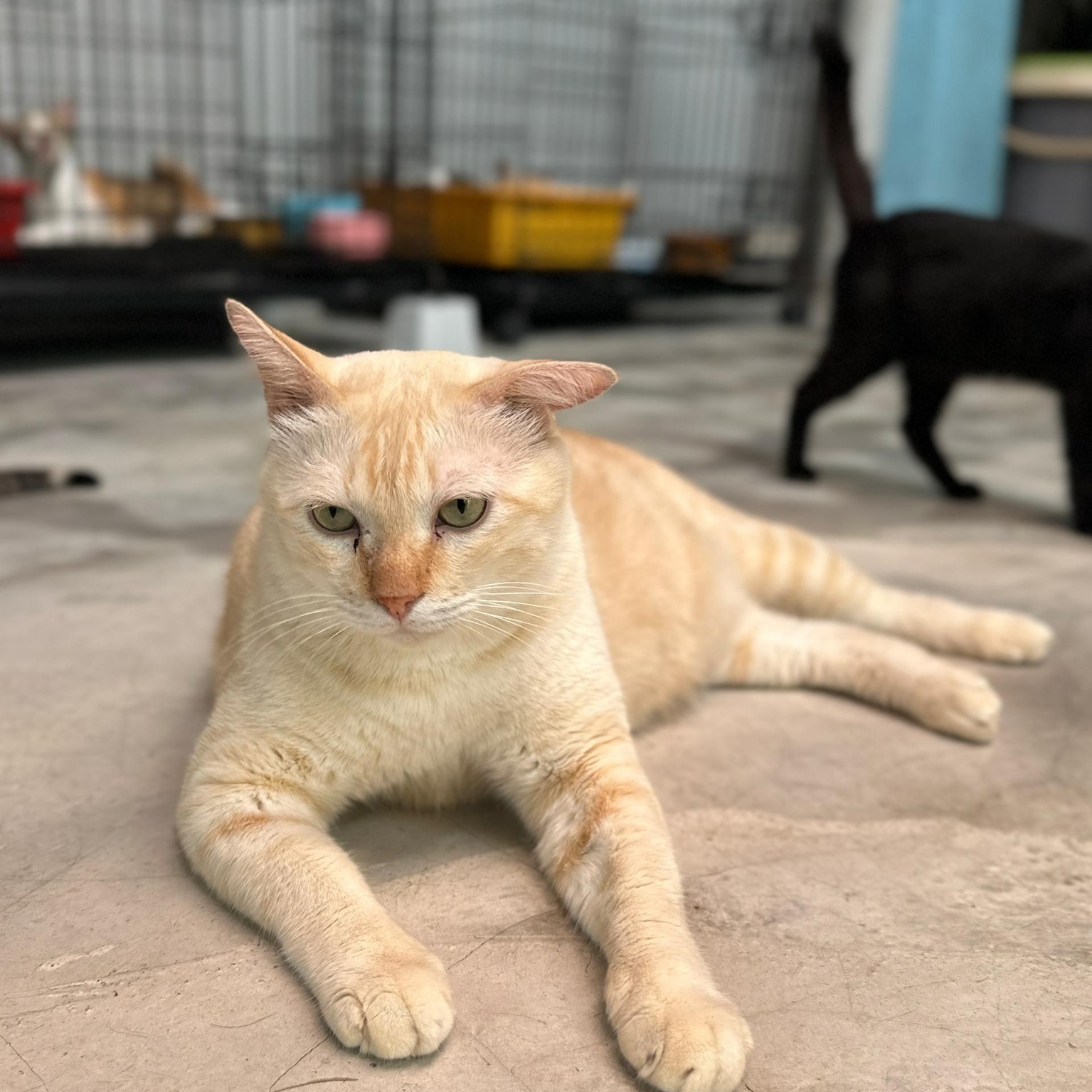 HyperPets Centre