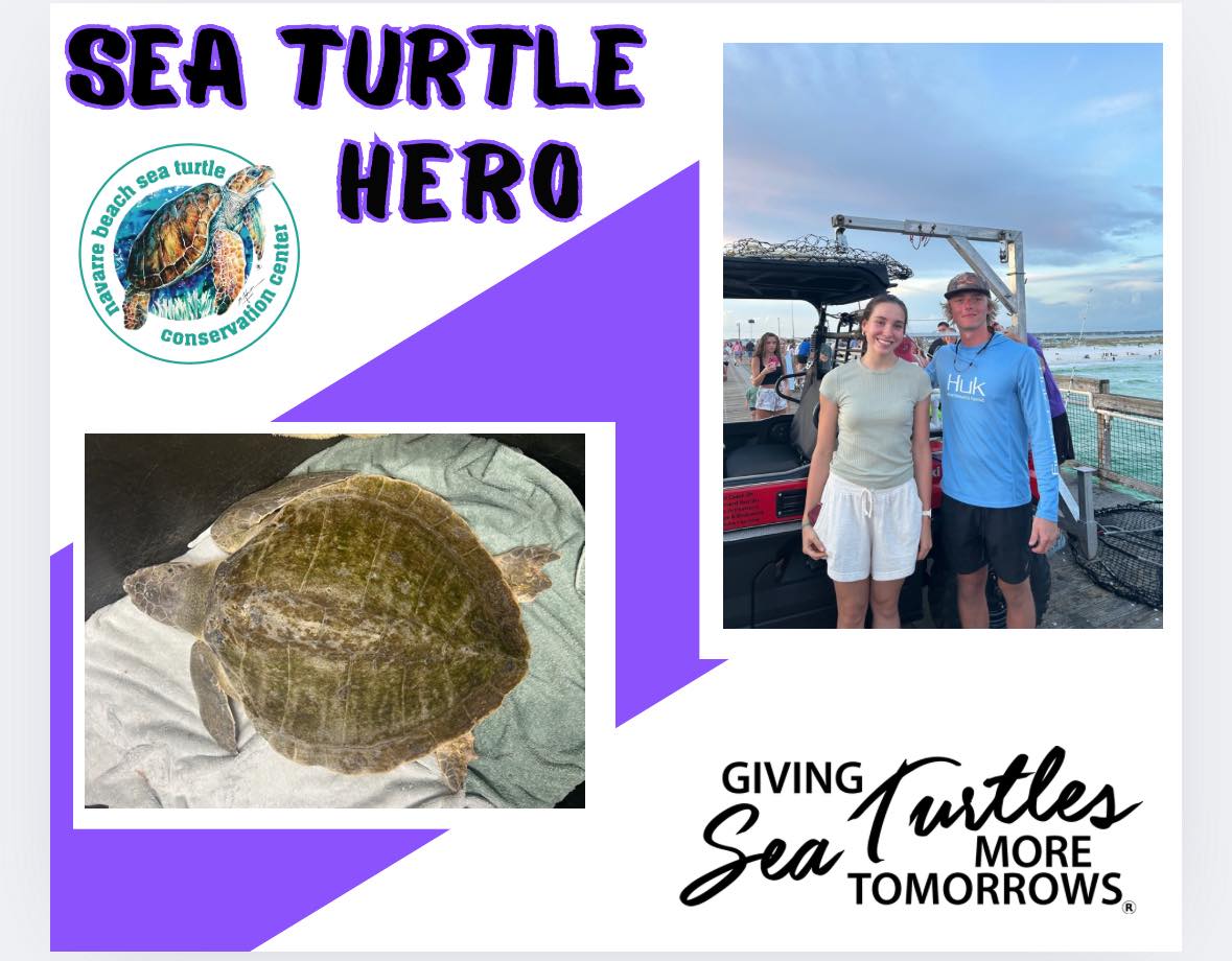 Navarre... - Navarre Beach Sea Turtle Conservation Center