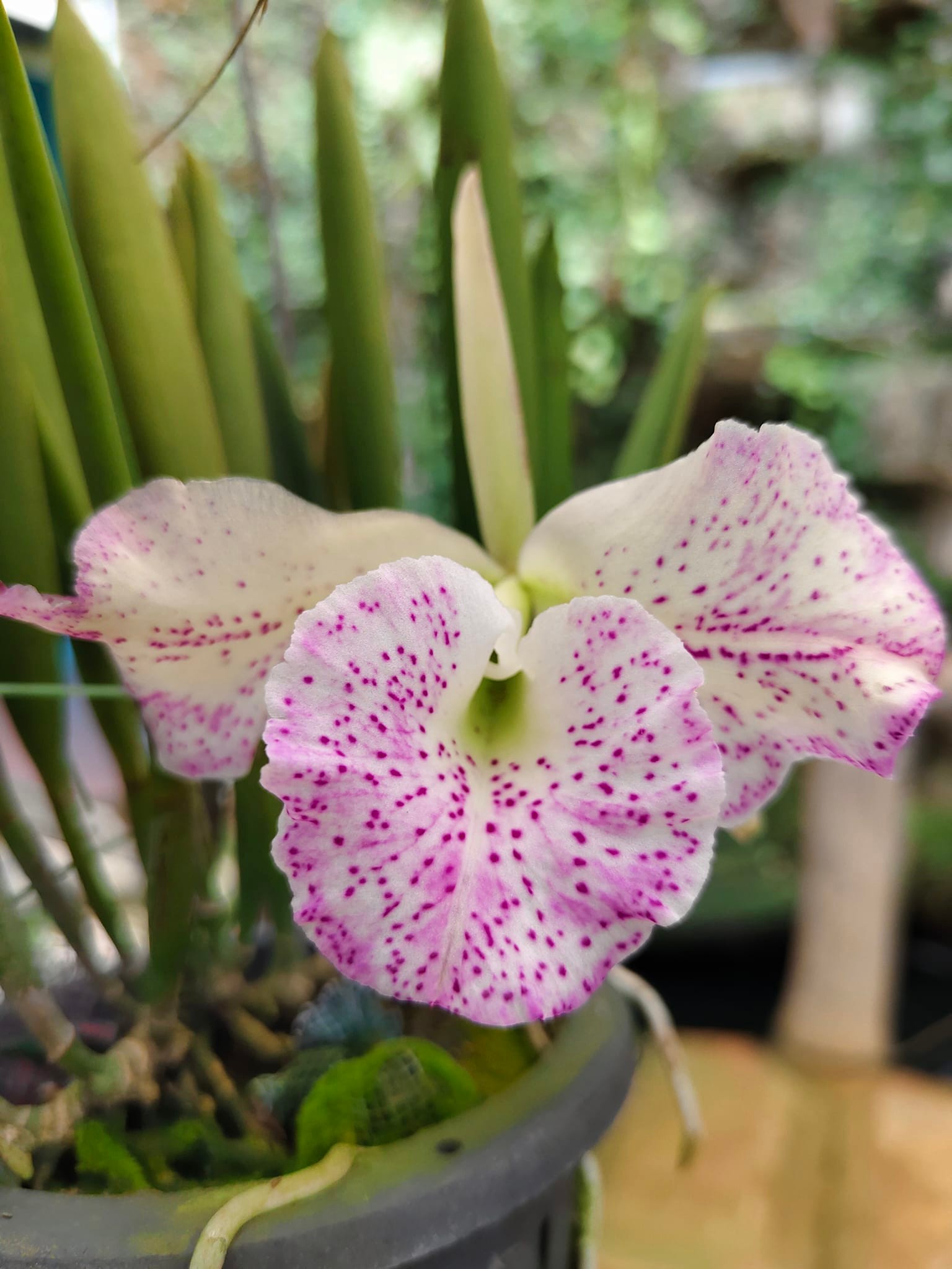 Bc. Air Mososa 'Mickey Mouse' (Cattleya Moscombe x Brassavola
