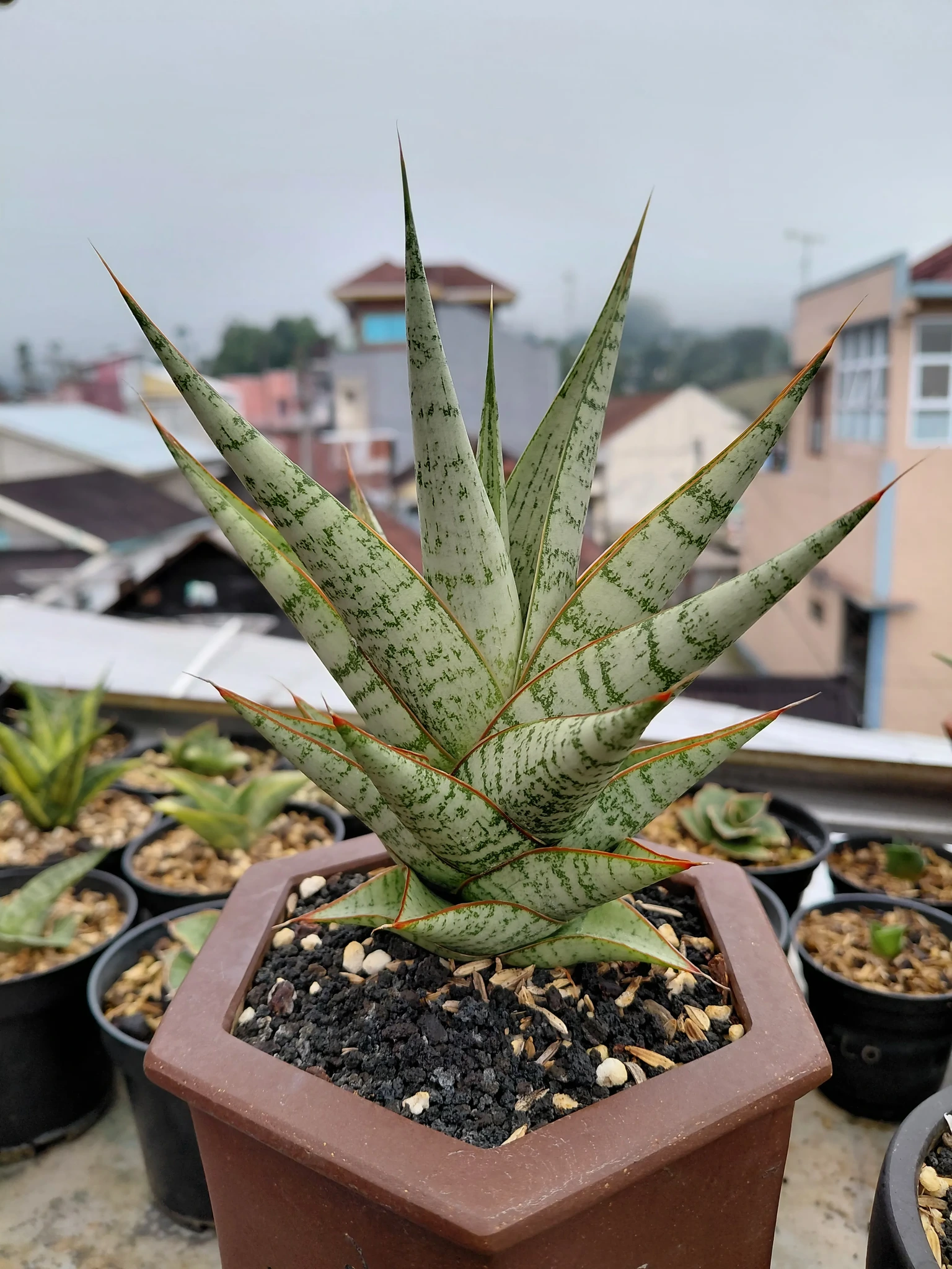 Sansevieria Super Star x Suffruticosa Variegated. Ready for