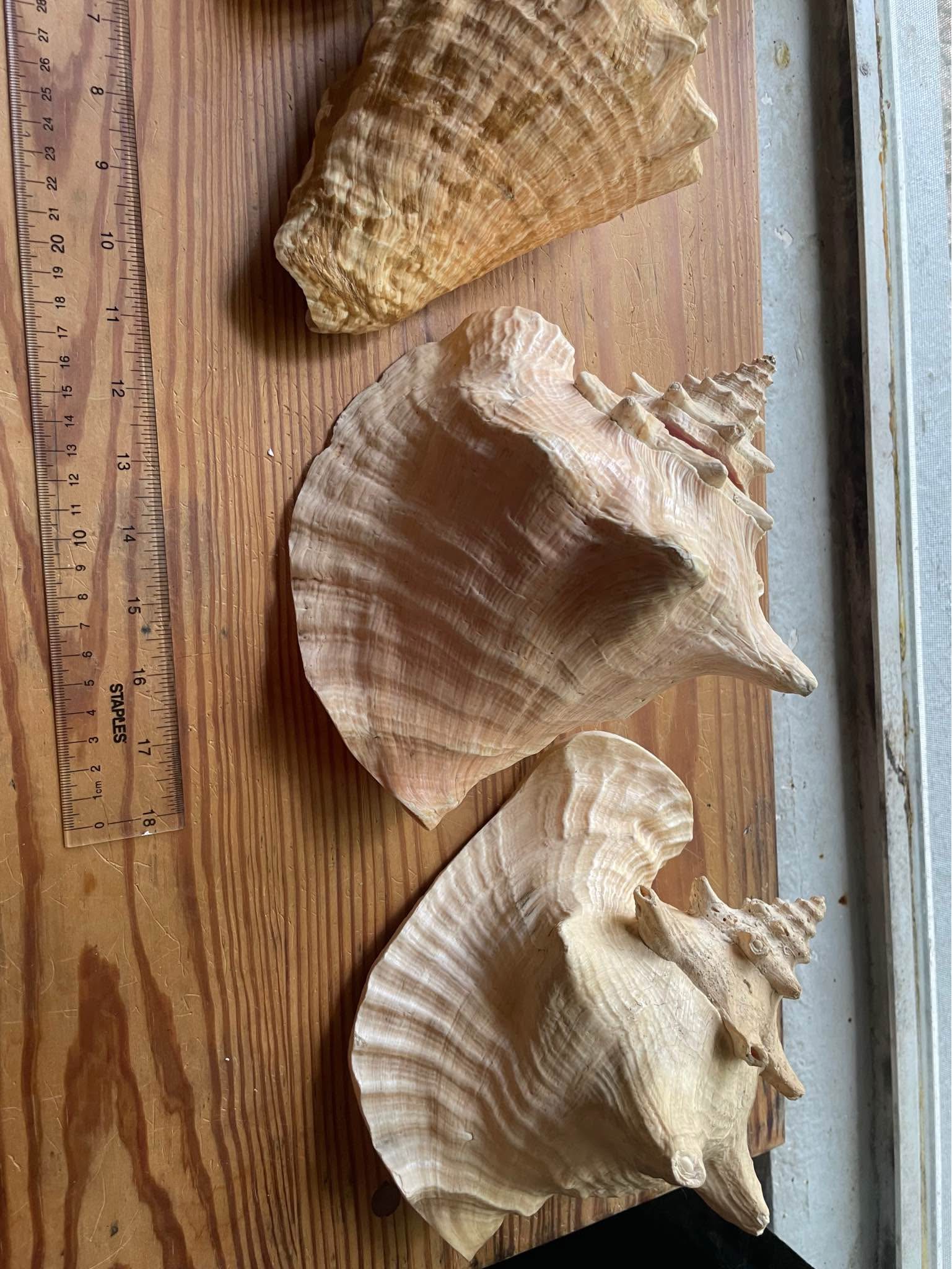 5 individual XL Sea Shells - Rocks, Fossils & Minerals - Lutz, Florida ...