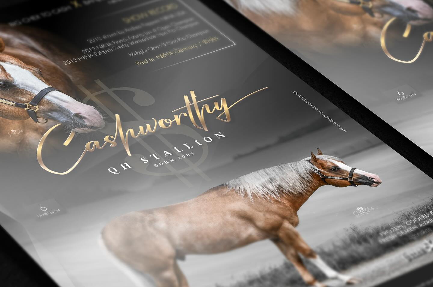 The RodeoStudio - :: Stallioncard CASHWORTHY :: #advertising #stallion ...