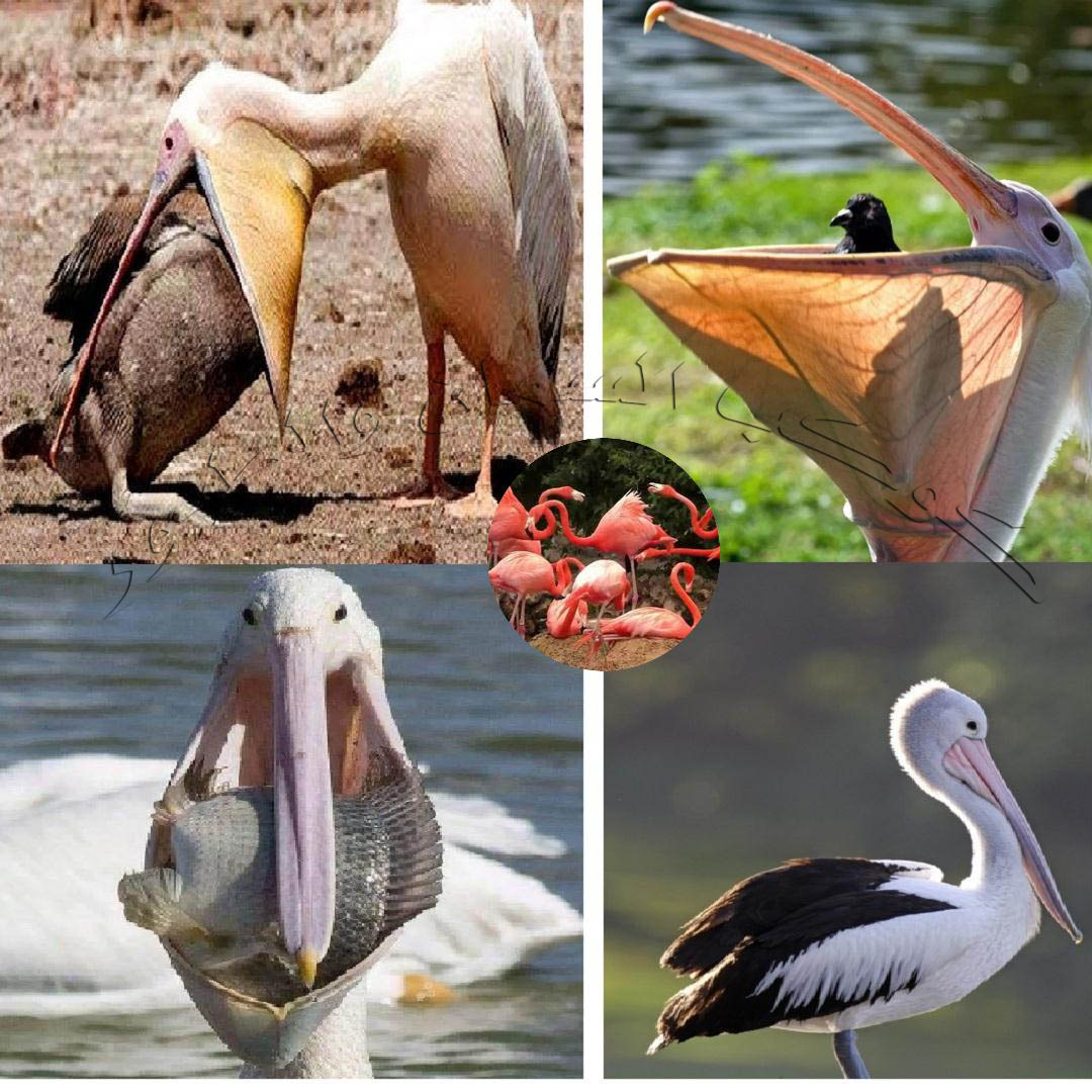 كوكب - 🦢 