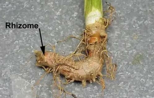 Salam semua. Macam mana nak... - Rimbun Sekebun: Malaysia | Facebook