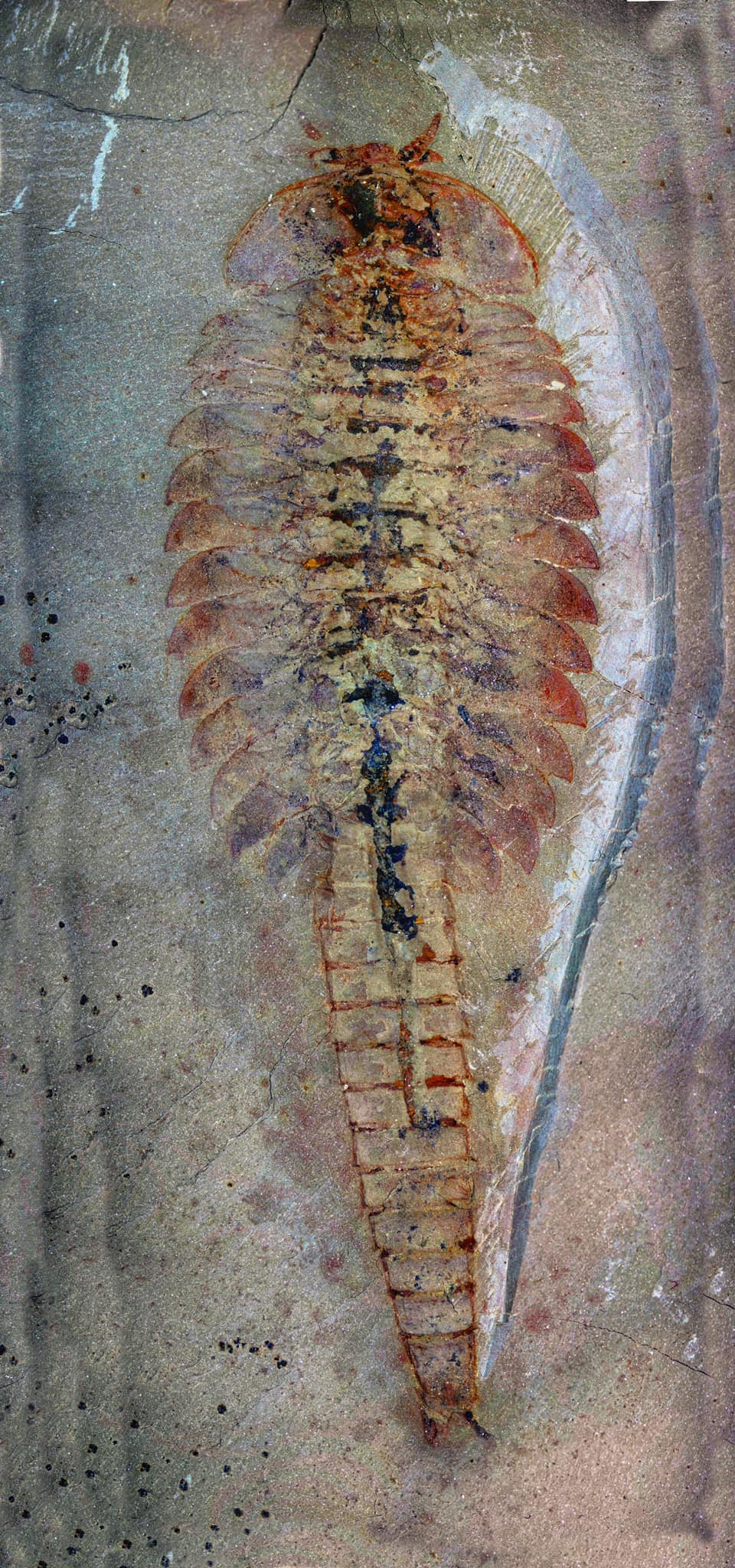 Fuxianhuia protensa, a lower Cambrian fossil arthropod