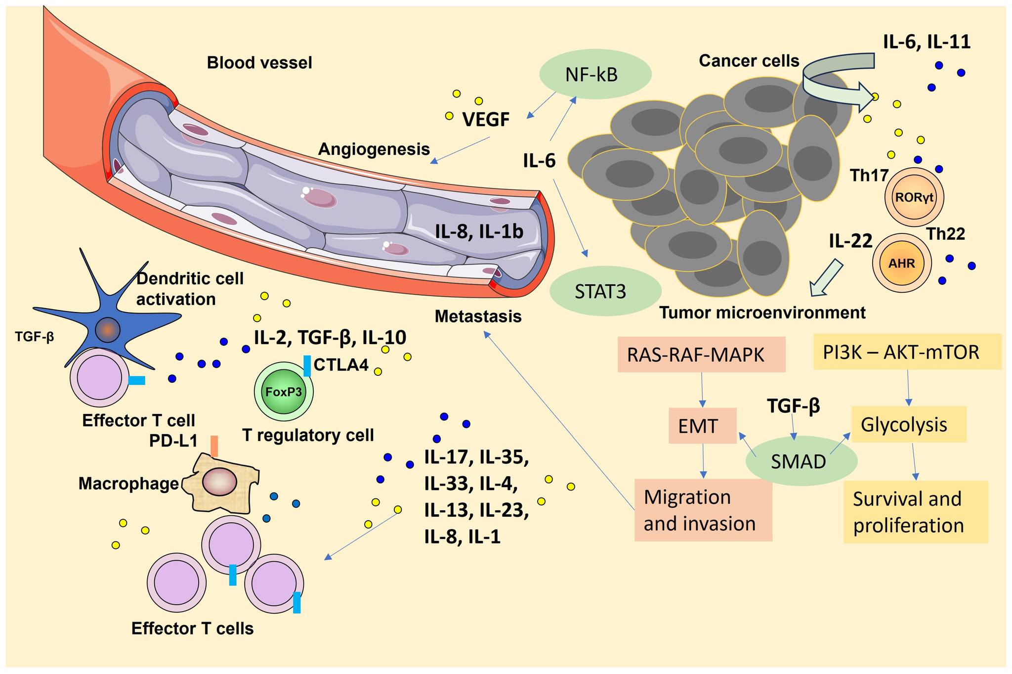 Cytokine Signaling in... - Cancer biology research | Facebook